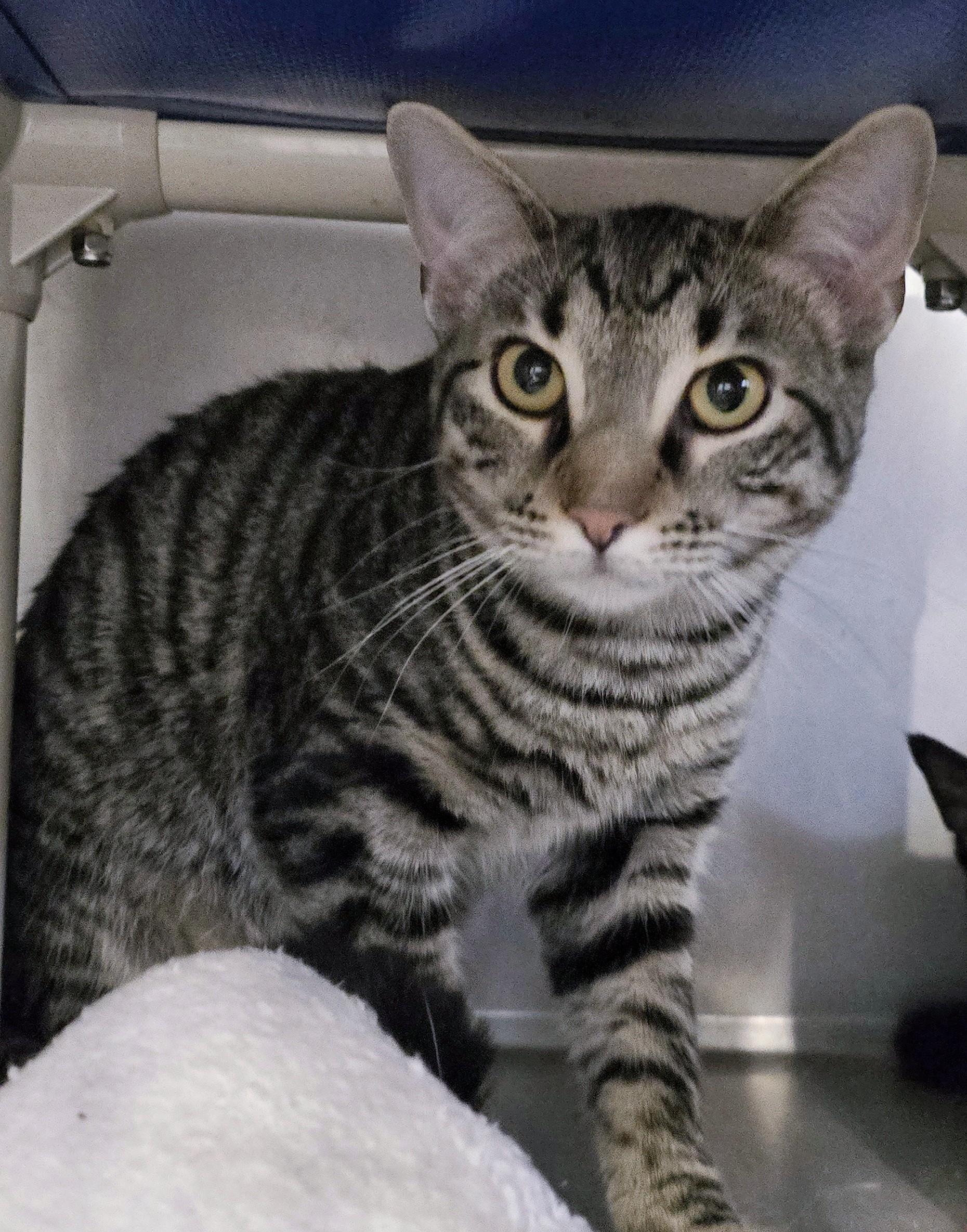 5-270 Skyler, Young Male Domestic Short Hair