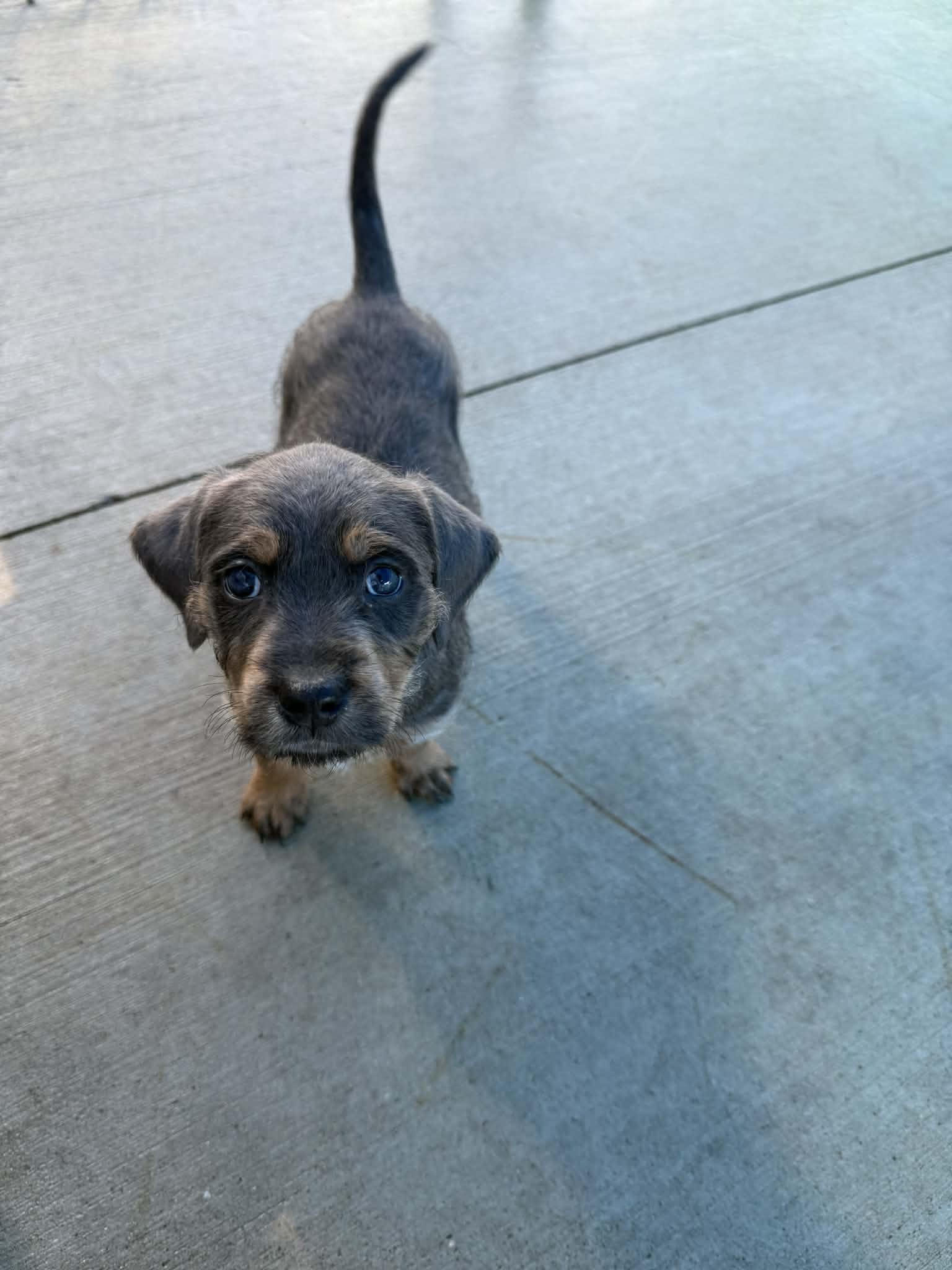 Enlarge Obi, a Adopted mixed breed in Kalamazoo, MI image 2/2