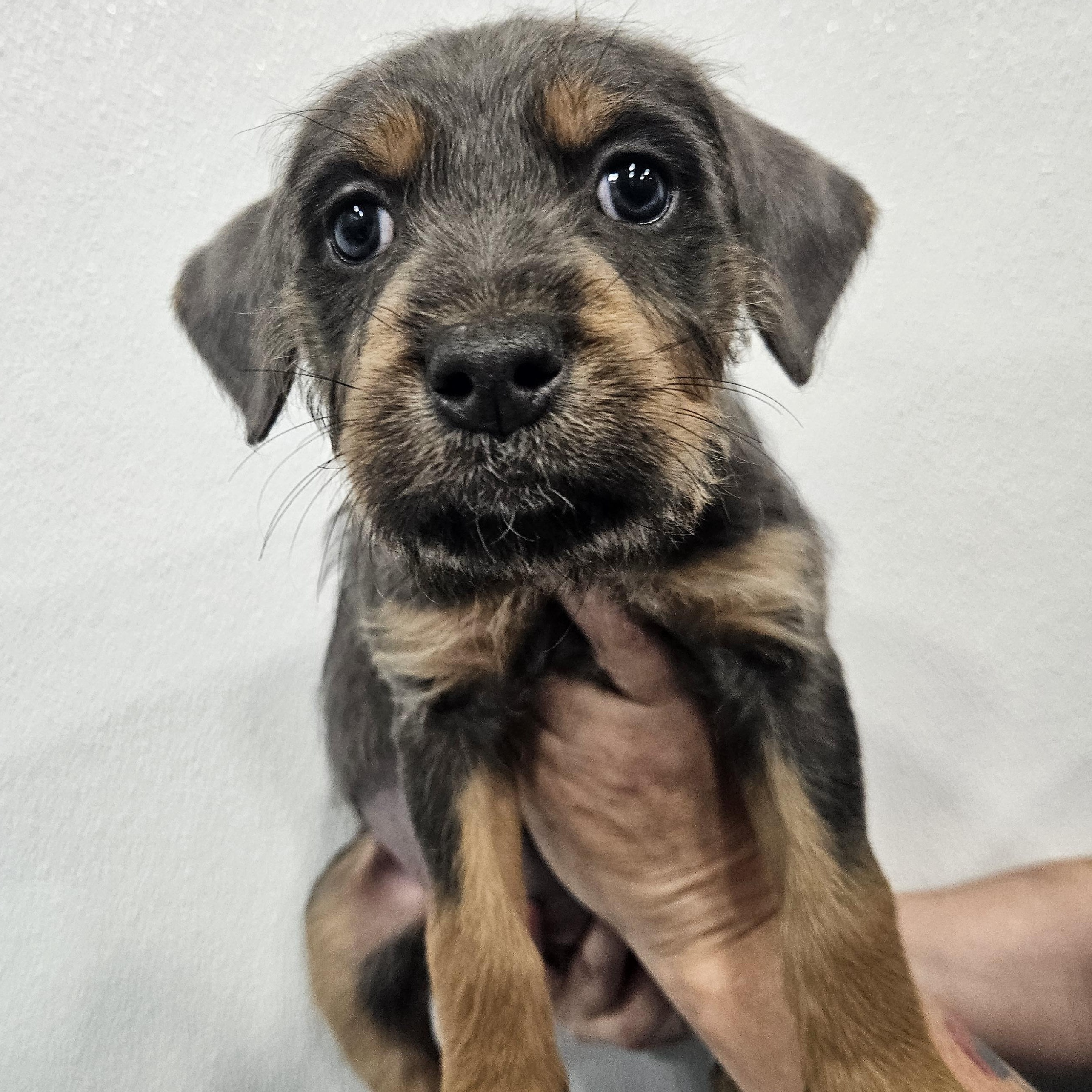 Enlarge Obi, a Adopted mixed breed in Kalamazoo, MI image 1/2