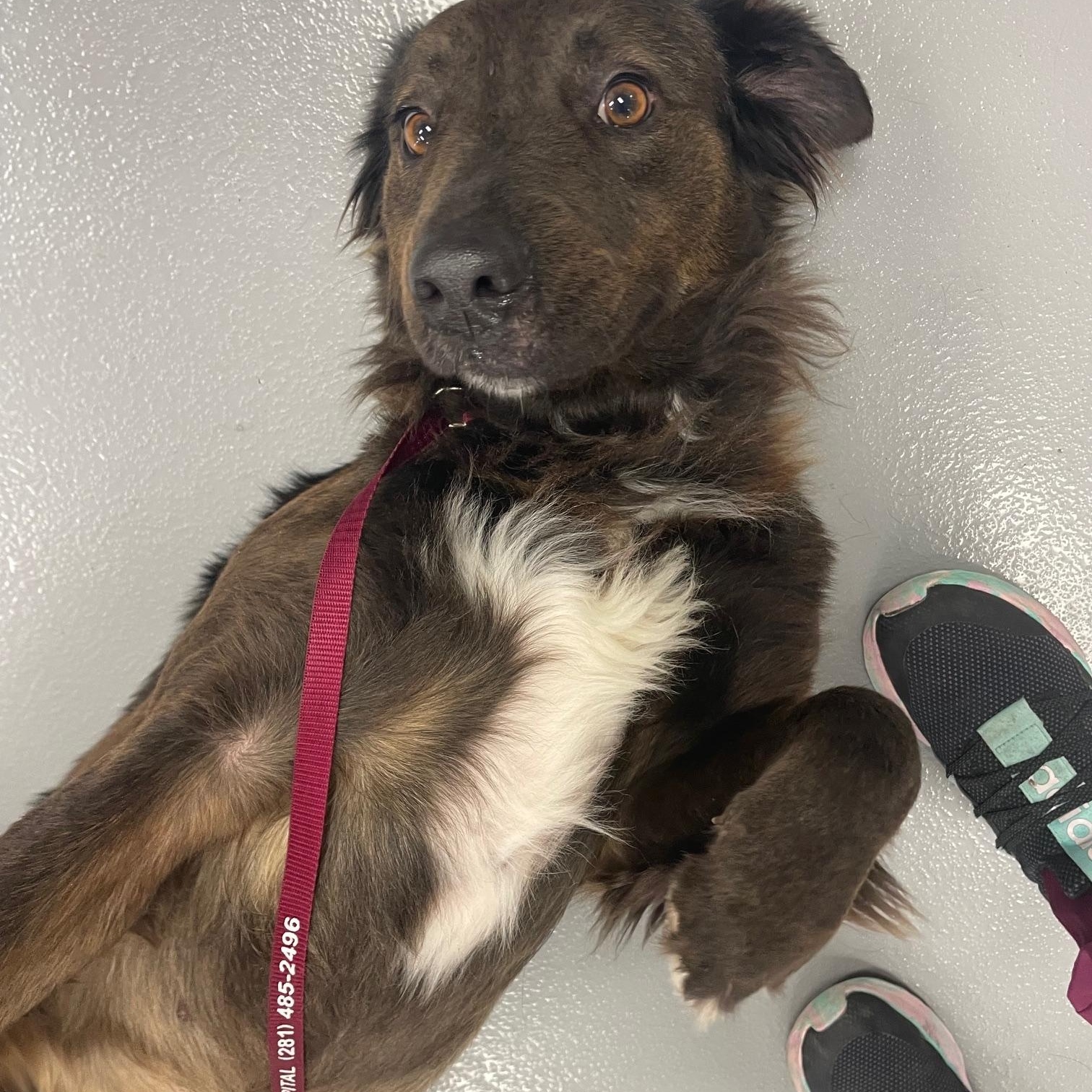 Sweety, a Adopted mixed breed in PEARLAND, TX image 1/5