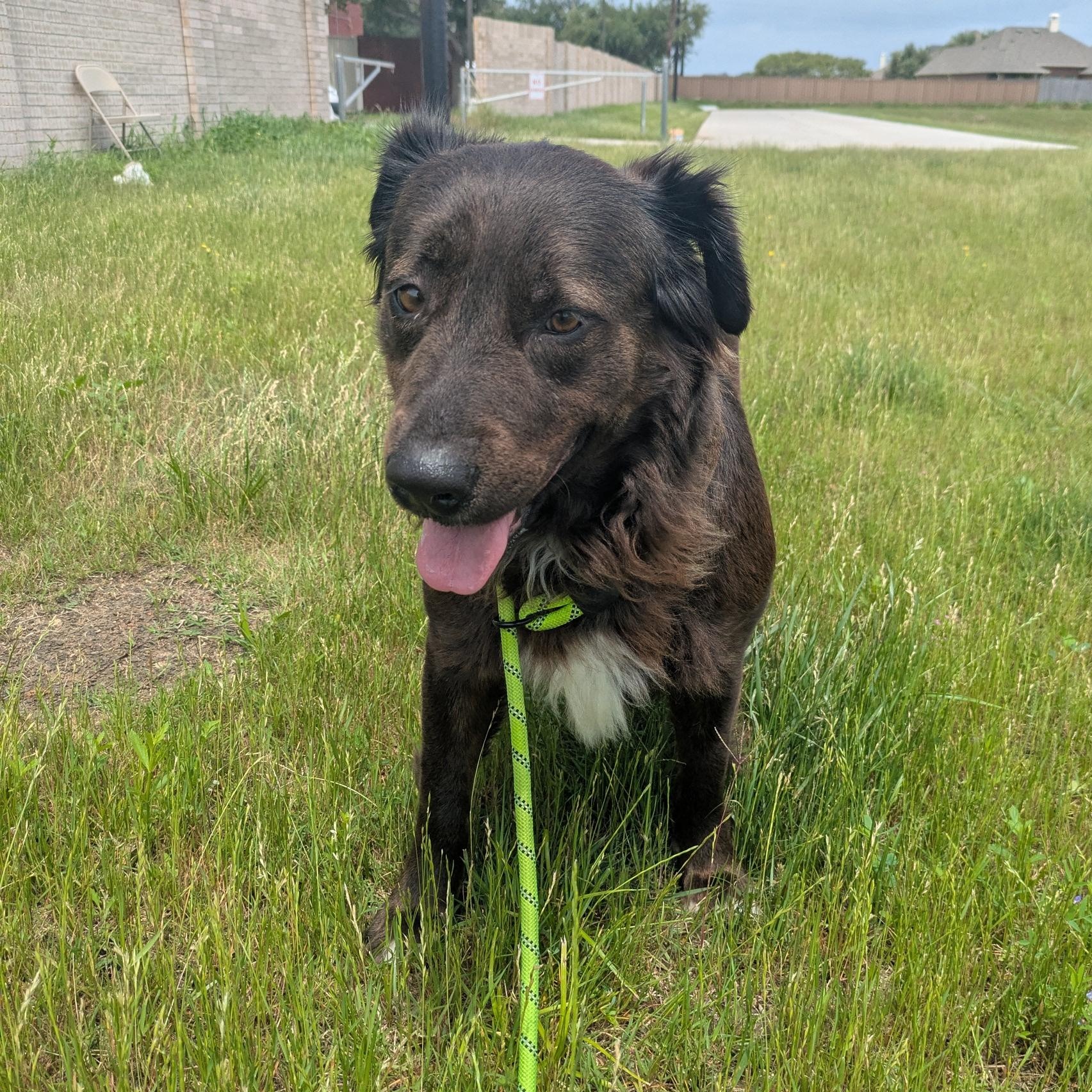 Sweety, a Adopted mixed breed in PEARLAND, TX image 2/5