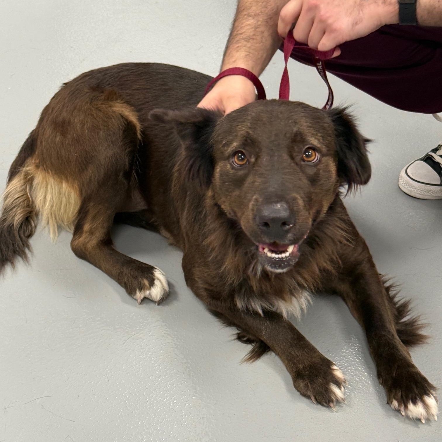 Sweety, a Adopted mixed breed in PEARLAND, TX image 4/5