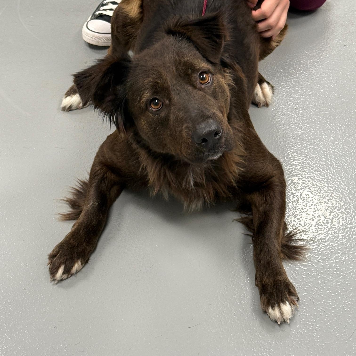 Sweety, a Adopted mixed breed in PEARLAND, TX image 5/5