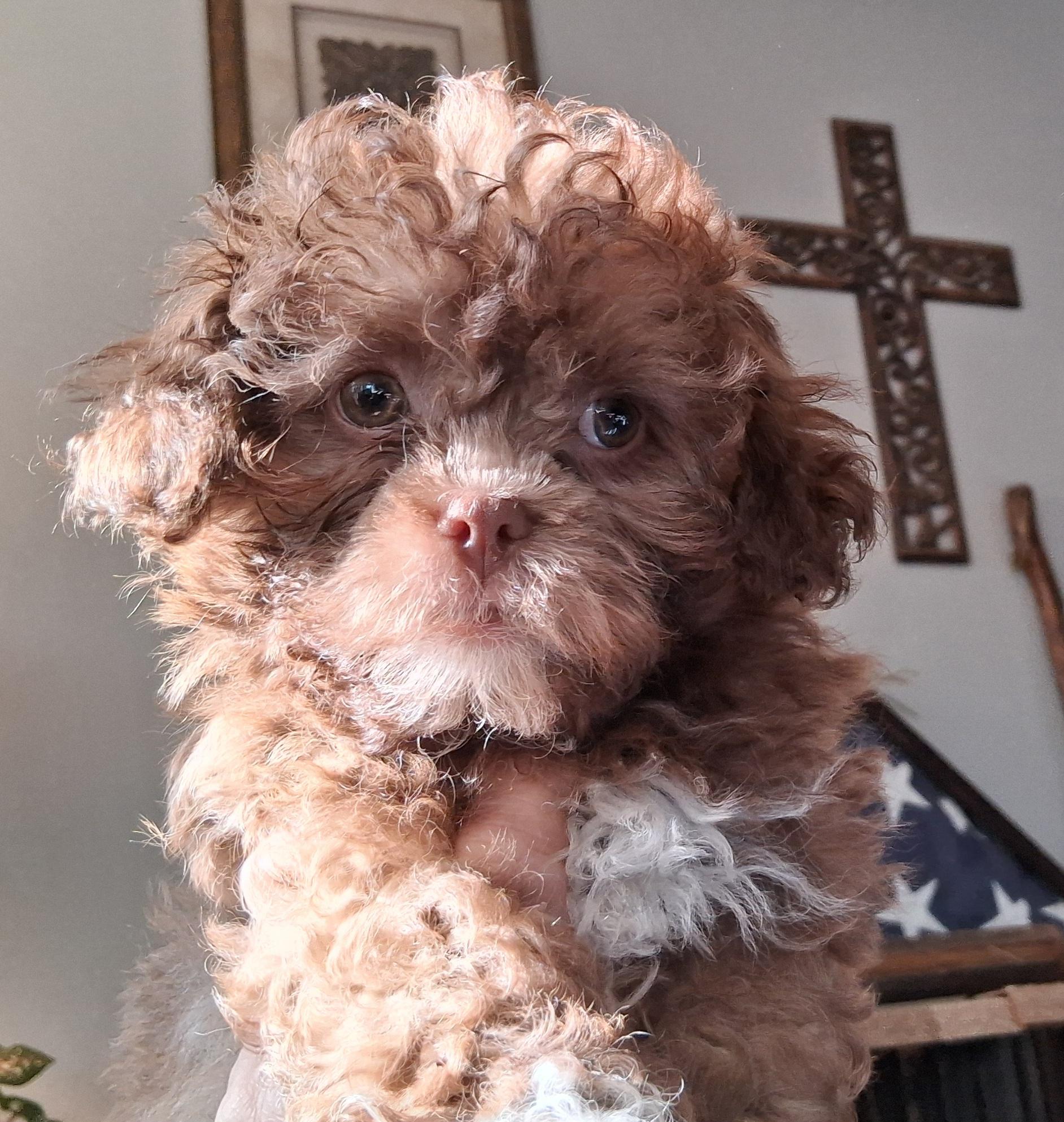 Indy, adopted, Puppy Female Shih Tzu & Poodle (Toy).