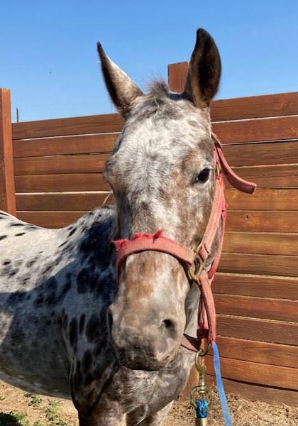 Cashmere, Adoptable, Adult Female Miniature Horse.