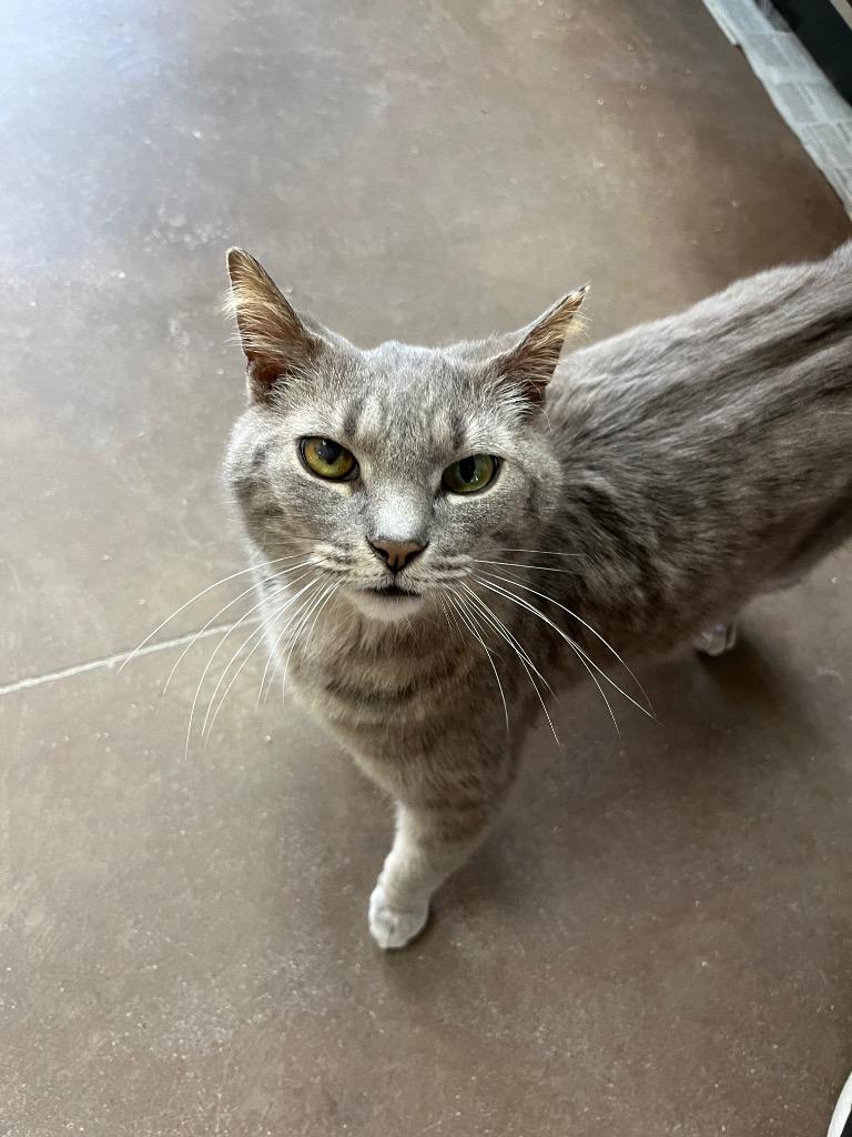 Zangoose, Adoptable, Adult Female Domestic Short Hair.