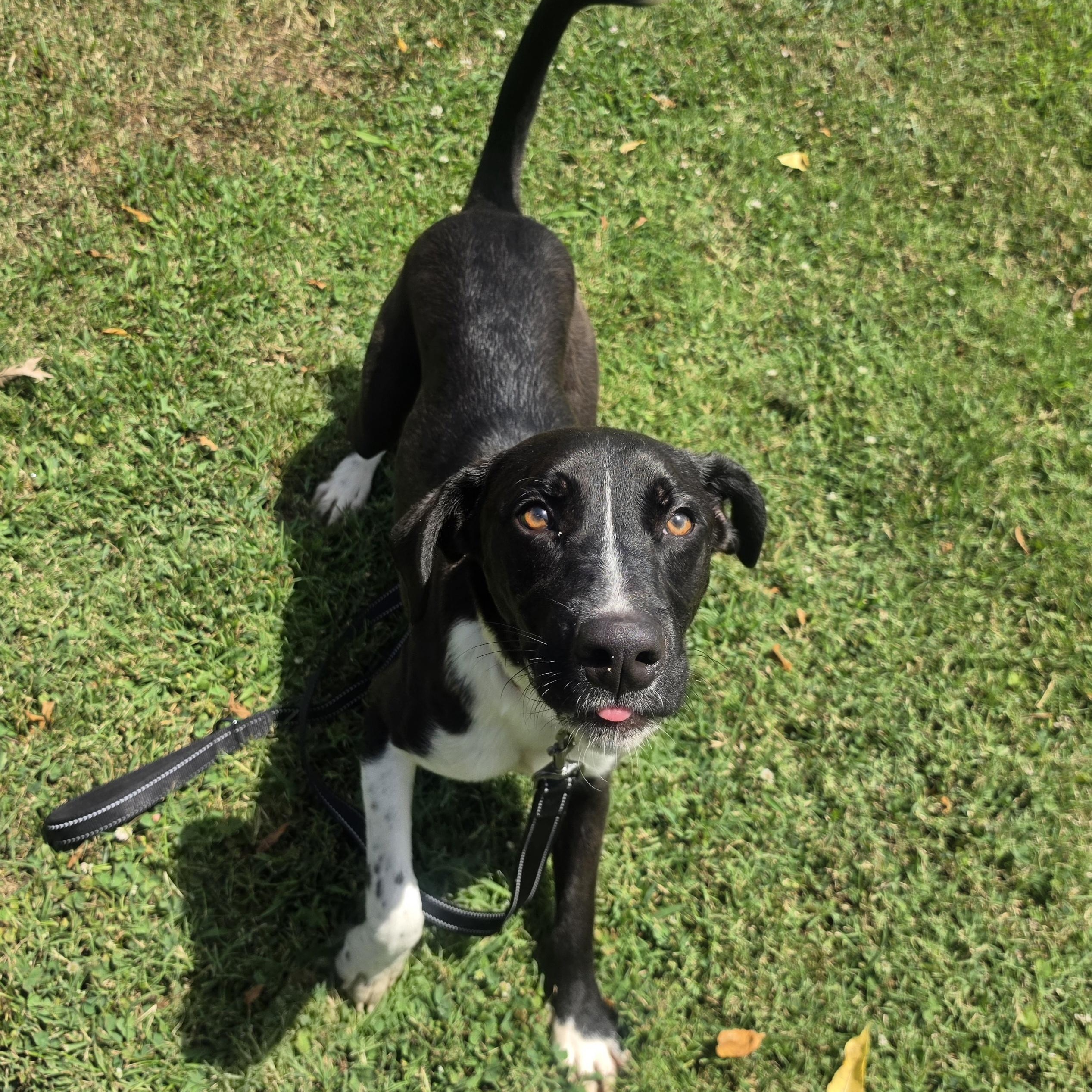Frisbee, a ADOPTABLE mixed breed in Lowell, AR image 3/6