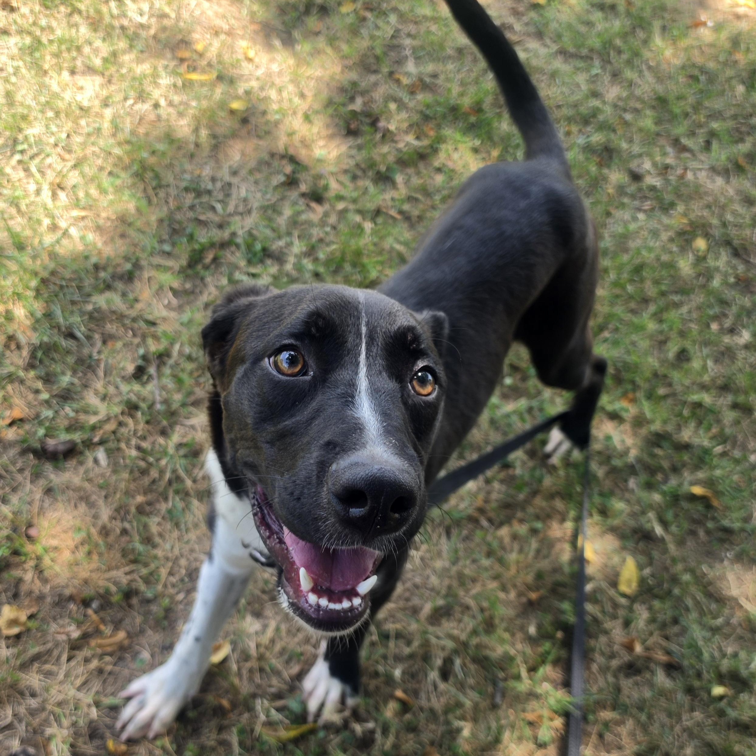 Frisbee, a ADOPTABLE mixed breed in Lowell, AR image 5/6