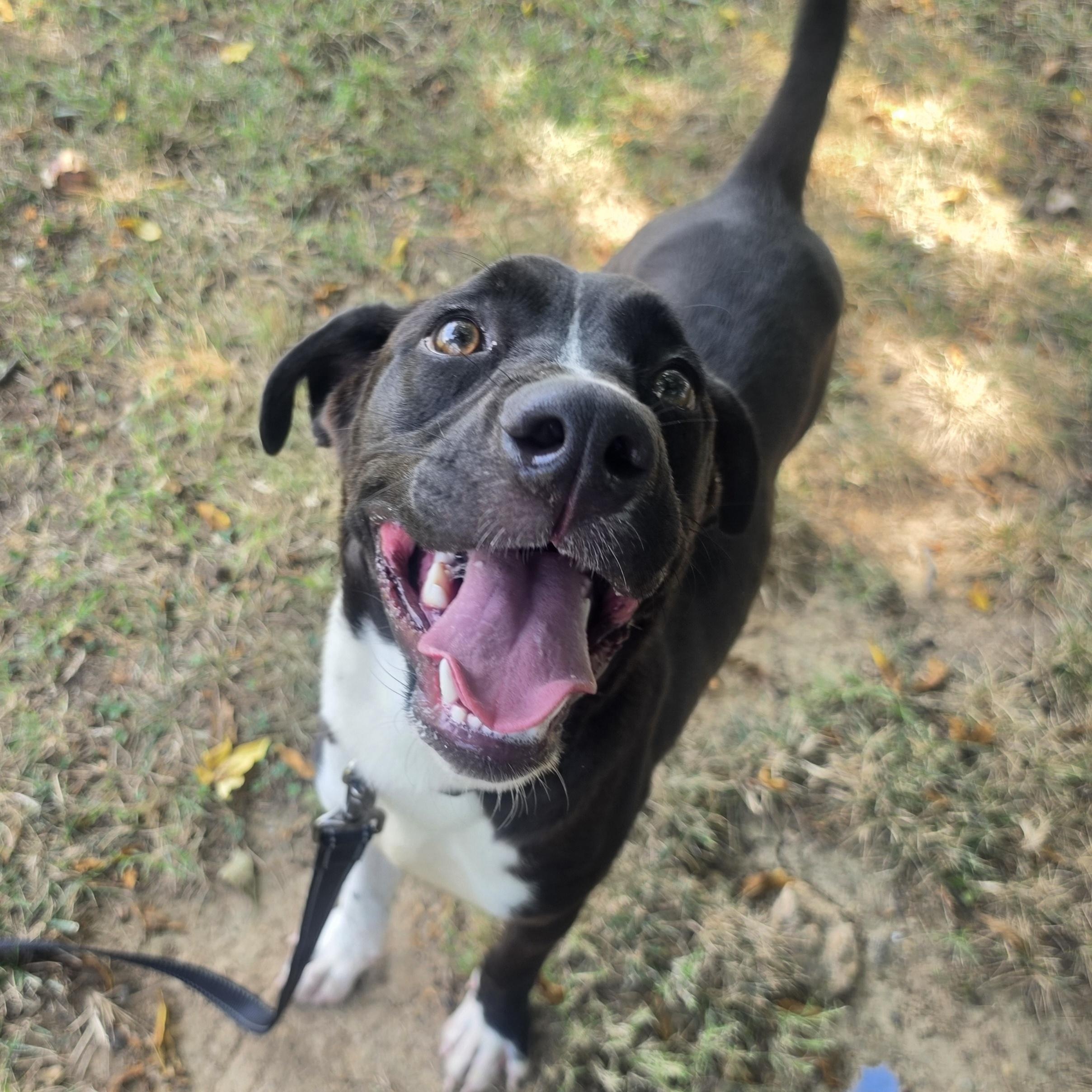 Frisbee, a ADOPTABLE mixed breed in Lowell, AR image 6/6