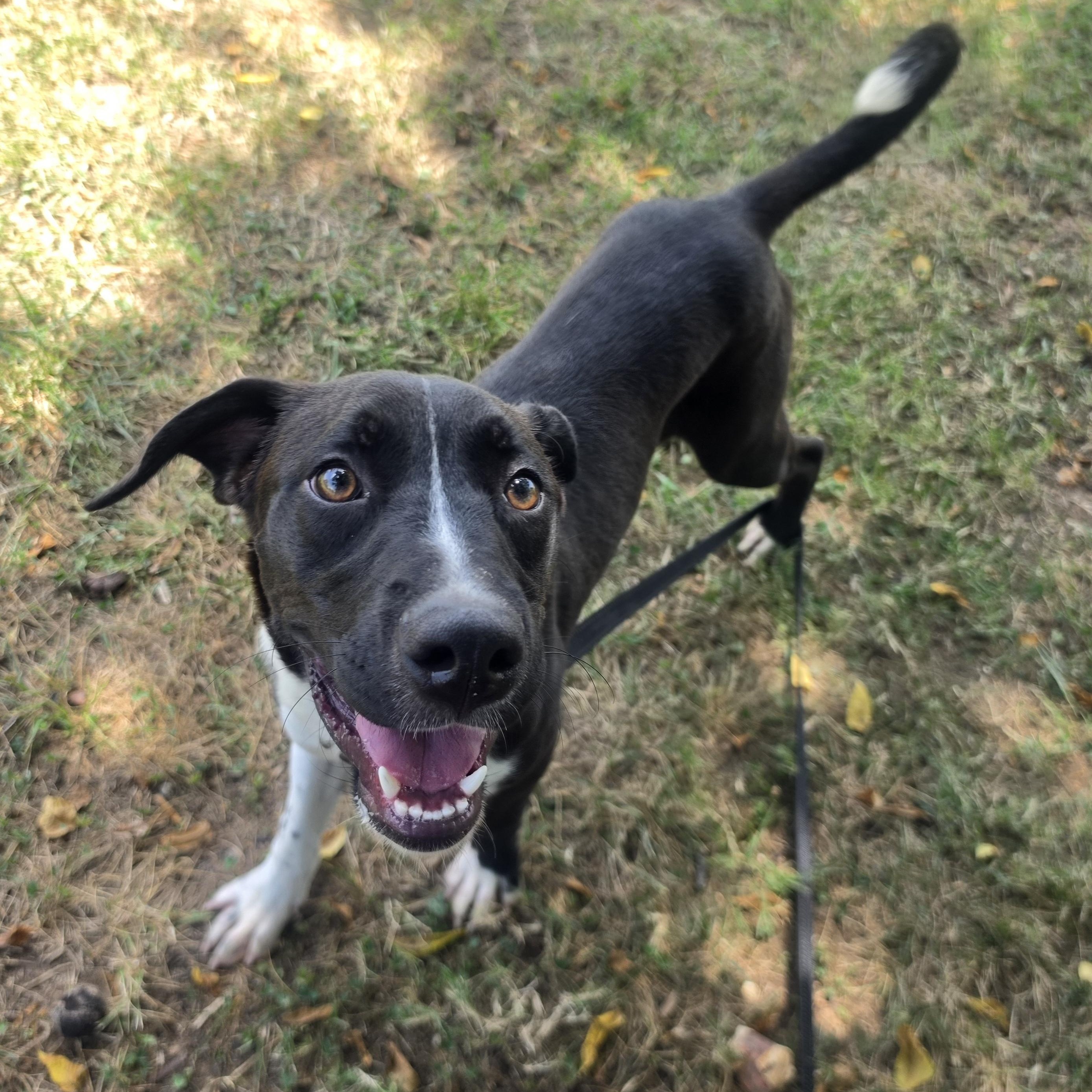 Frisbee, ADOPTABLE, Puppy Male Labrador Retriever & Hound.