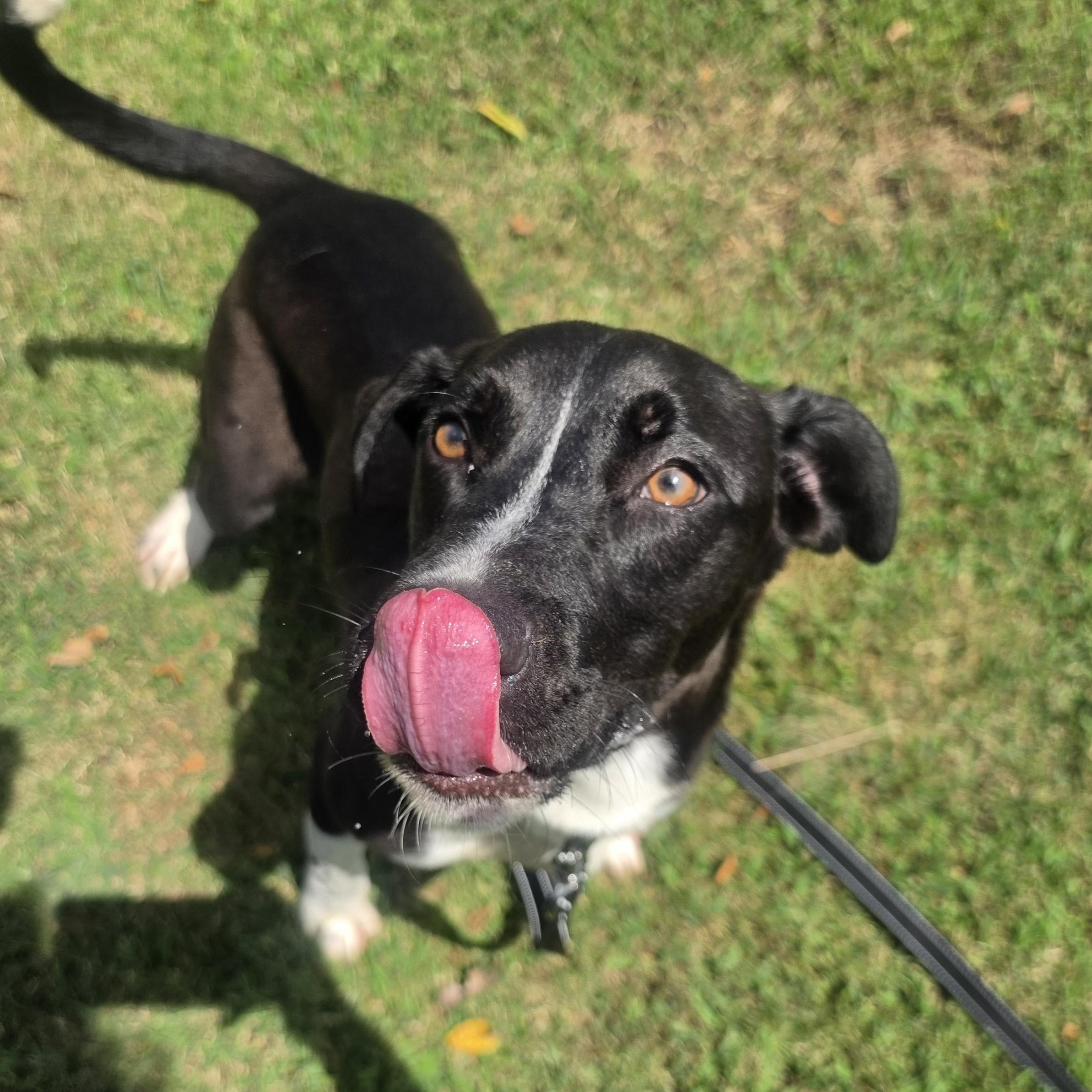Frisbee, a ADOPTABLE mixed breed in Lowell, AR image 4/6
