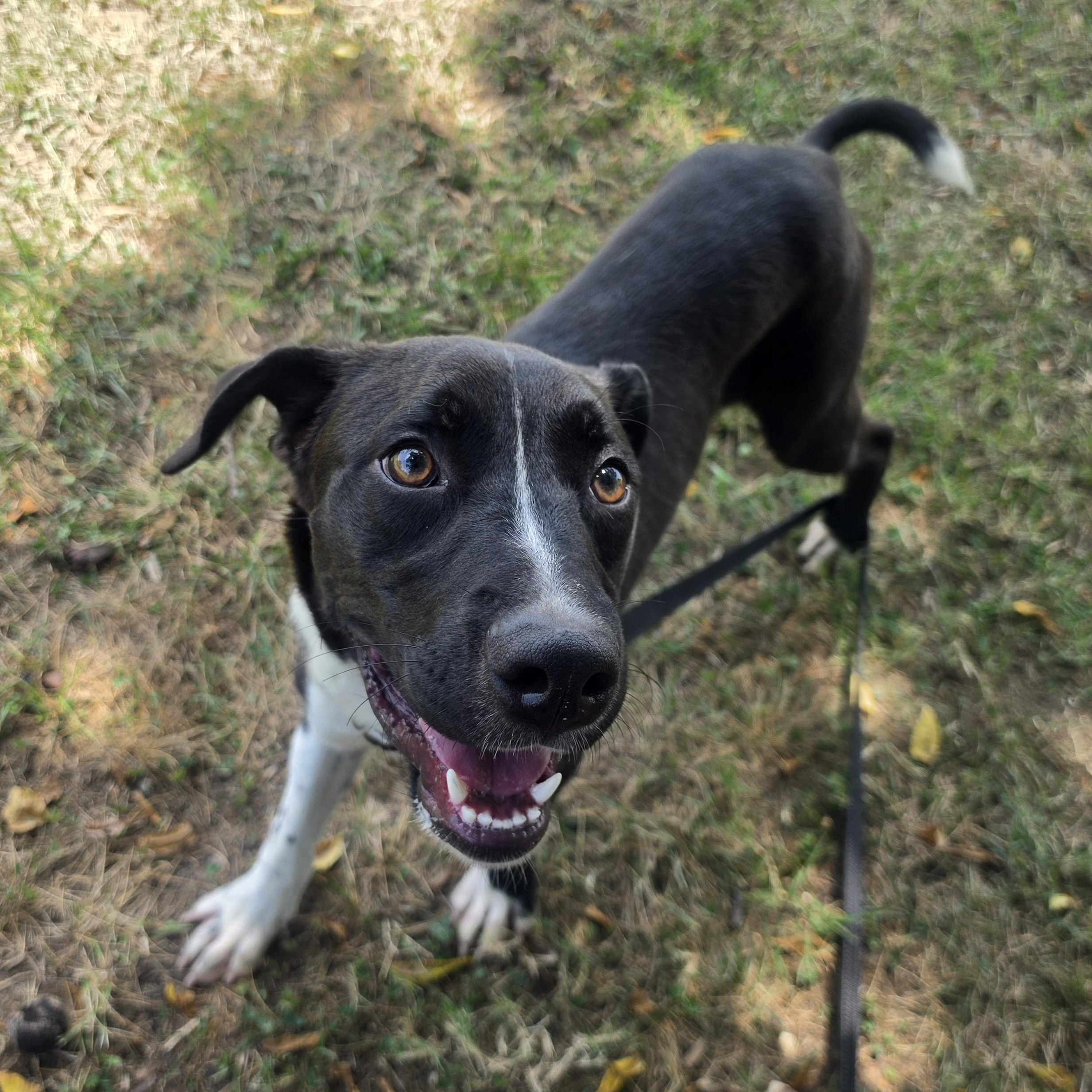 Frisbee, a ADOPTABLE mixed breed in Lowell, AR image 2/6