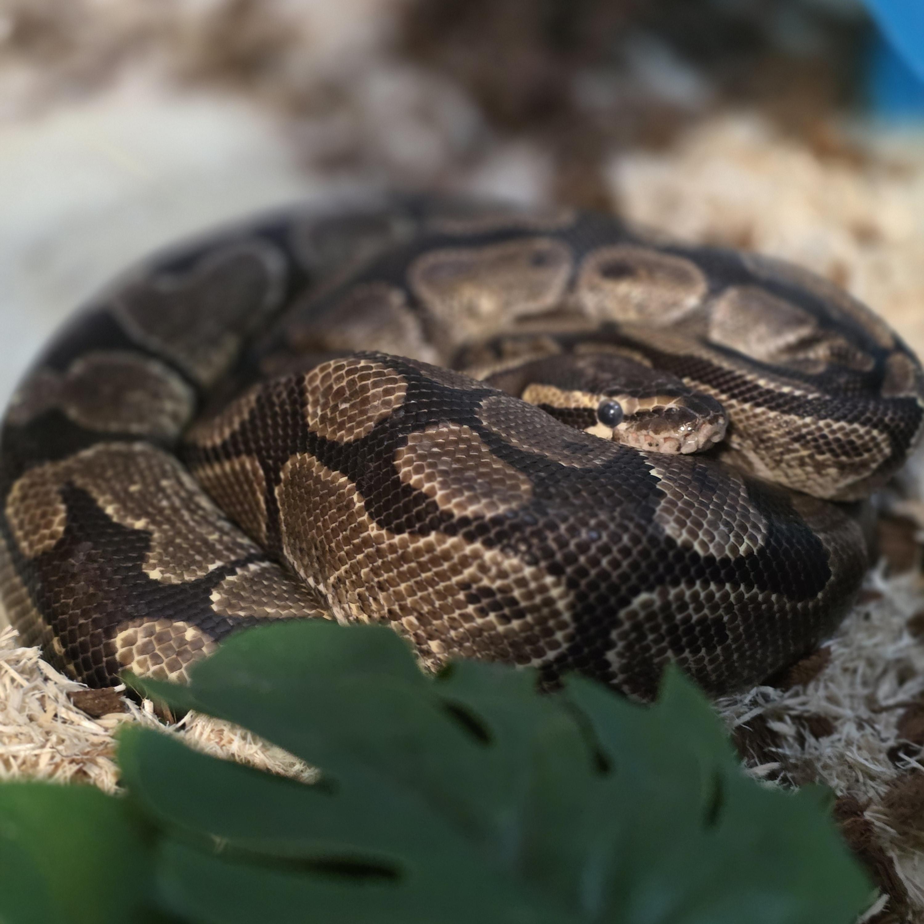 Enlarge Sparkles, a Adoptable Ball Python in Quilcene, WA image 1/3