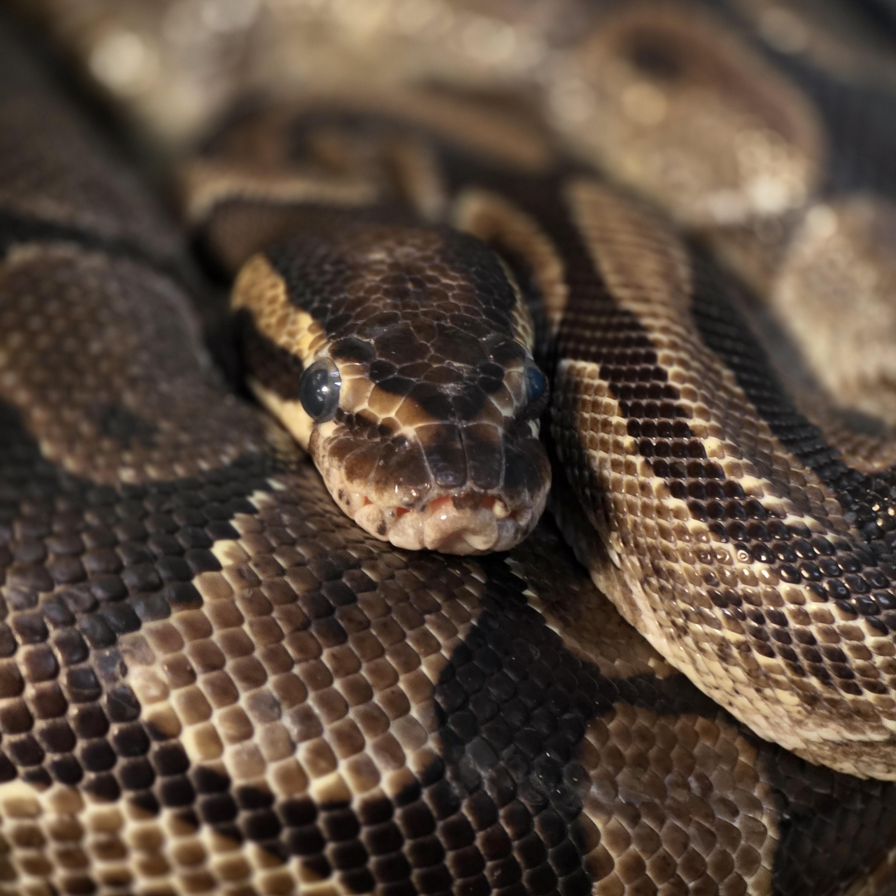 Enlarge Sparkles, a Adoptable Ball Python in Quilcene, WA image 3/3