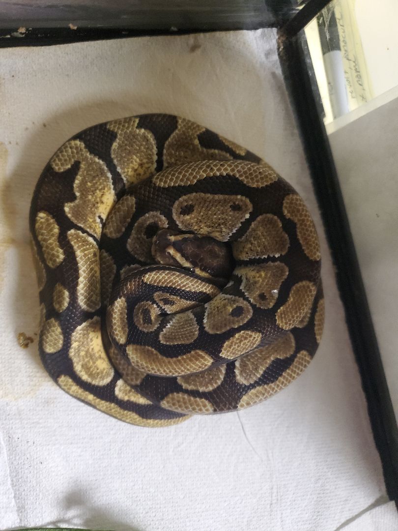 Sparkles, a Adoptable Ball Python in Quilcene, WA image 1/2