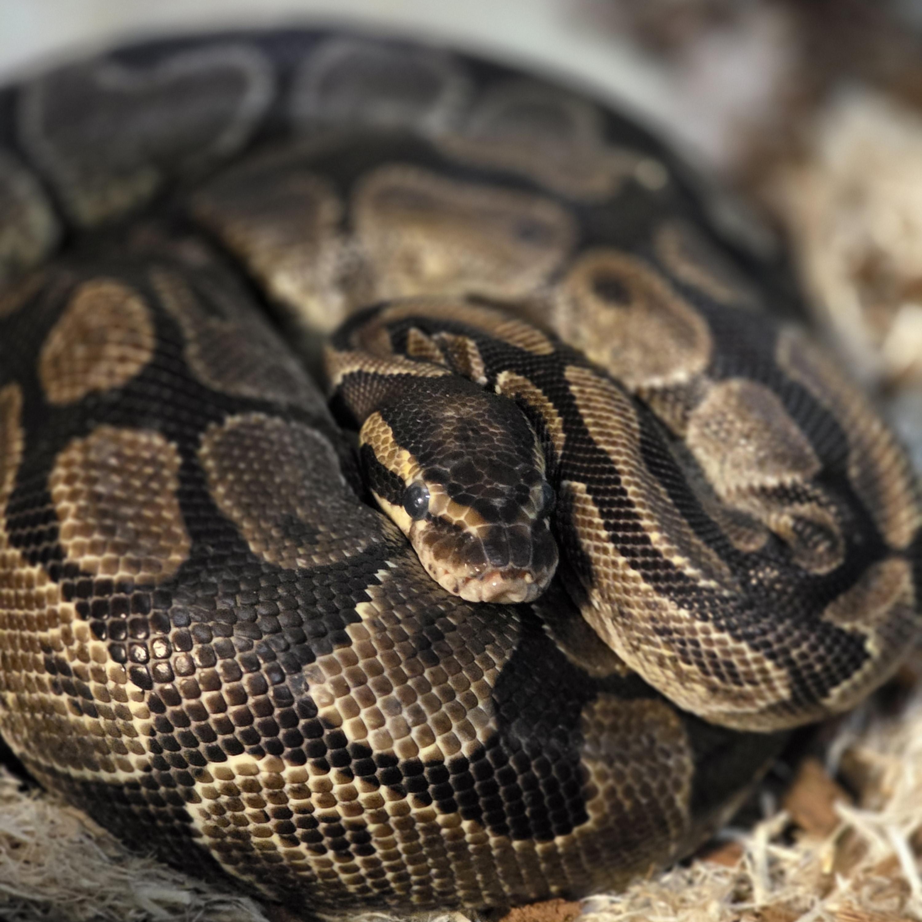 Enlarge Sparkles, a Adoptable Ball Python in Quilcene, WA image 2/3
