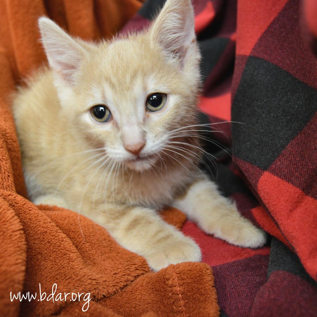 Vincent van Gogh, Adoptable, Kitten Male Domestic Short Hair.