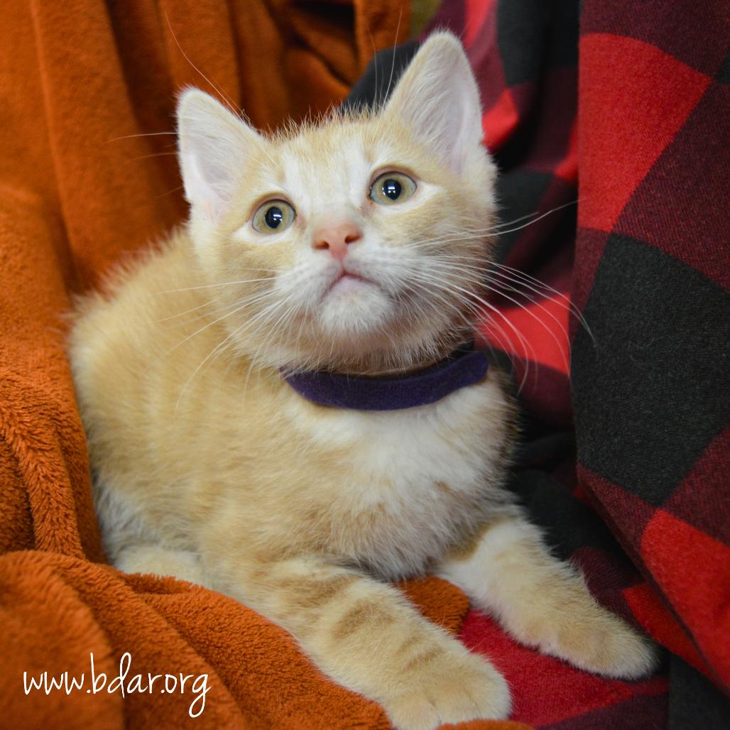 Vincent van Gogh, a Adoptable Domestic Short Hair in Cheyenne, WY image 2/2