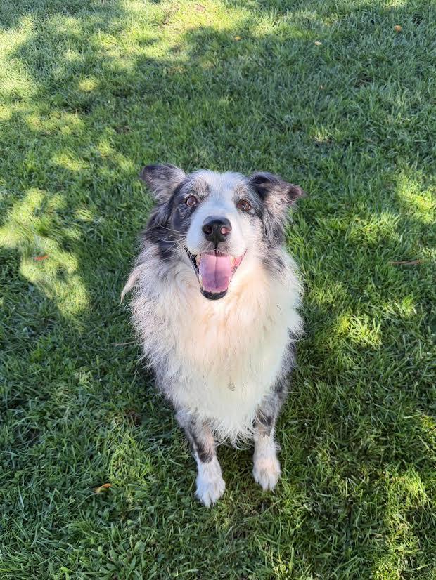 Enlarge Oscar, a ADOPTABLE Australian Shepherd in Oakdale, CA image 1/1
