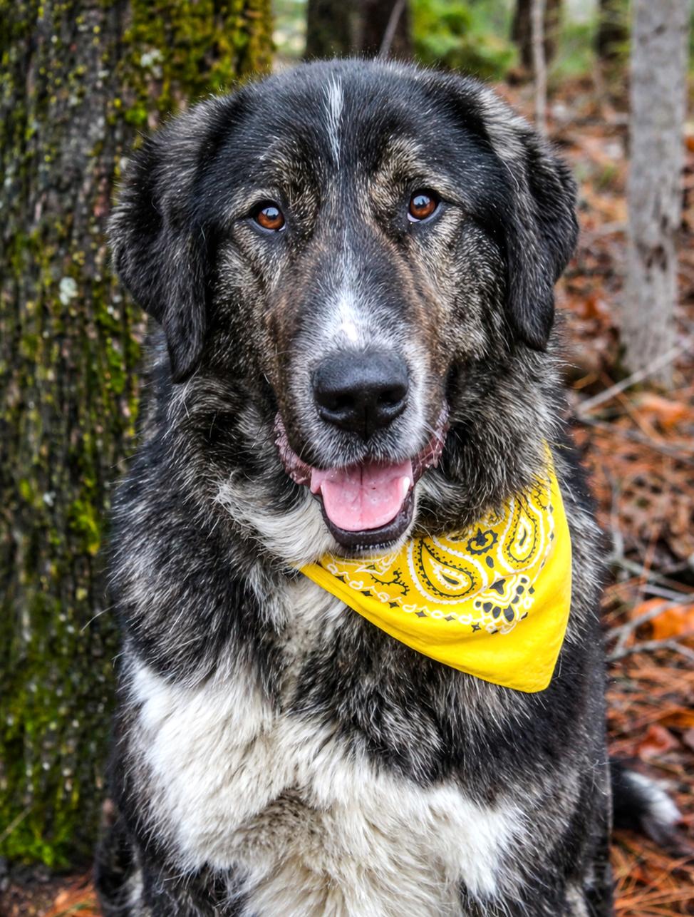Enlarge Lord, a ADOPTABLE mixed breed in Cheboygan, MI image 2/6