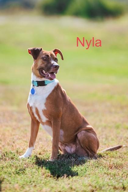Enlarge Nyla, a Adoptable mixed breed in Bloomsburg, PA image 1/1