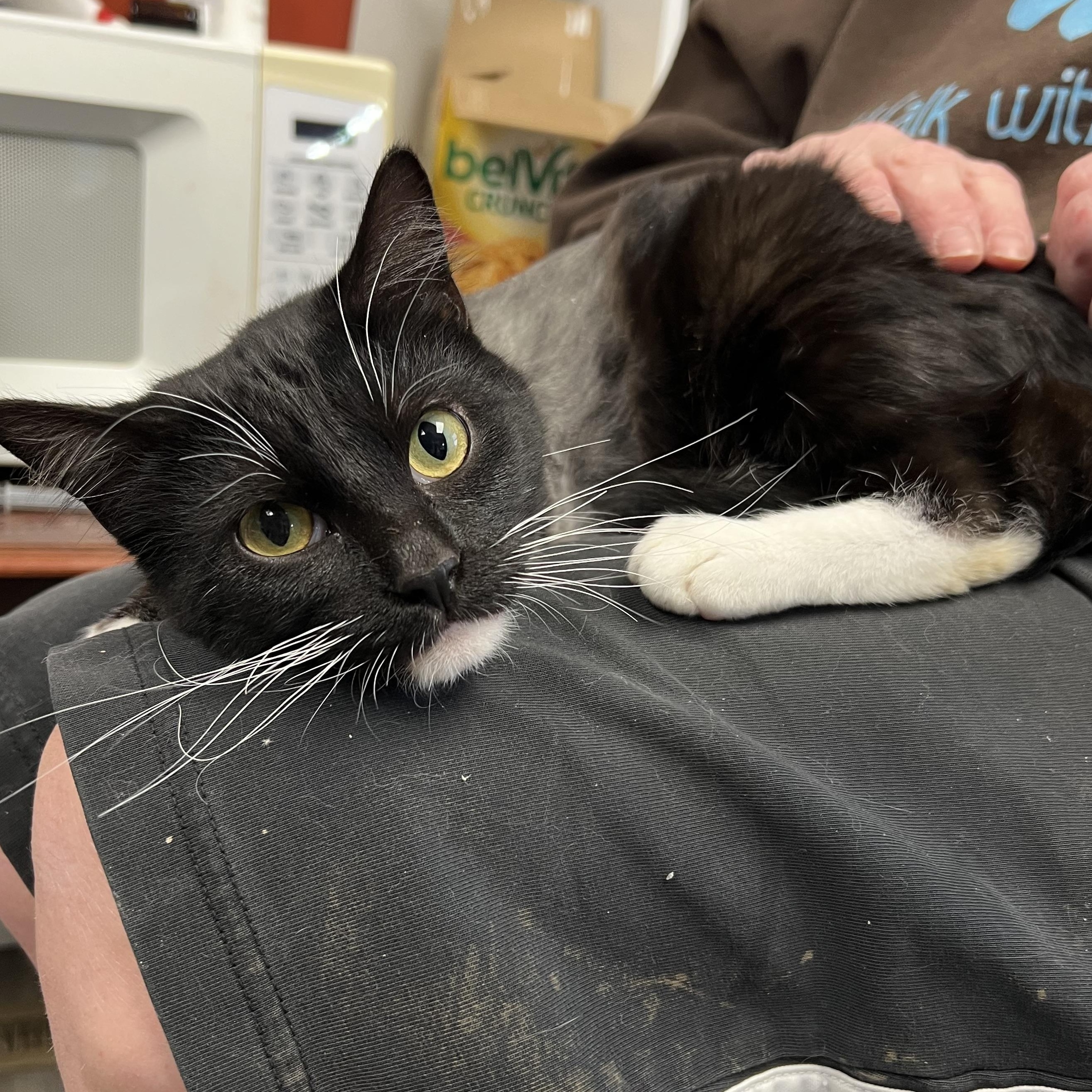 Ekko, Baby Male Domestic Short Hair