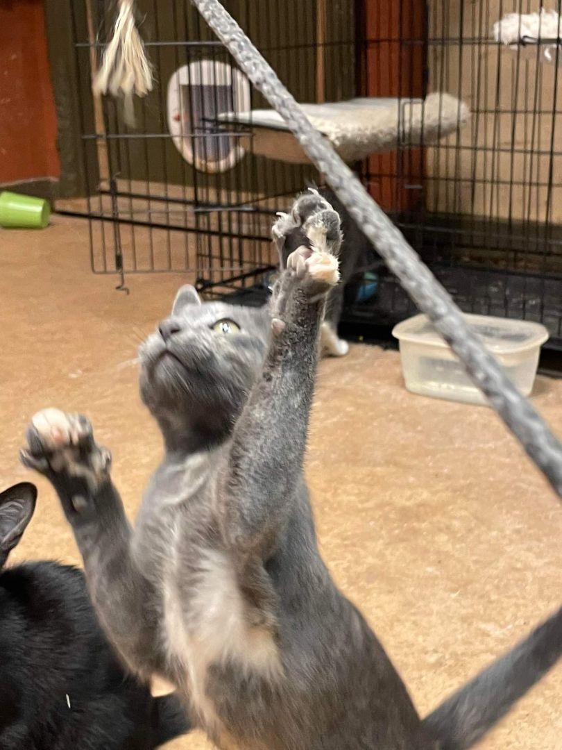 JUNIPER, a Adoptable mixed breed in Homewood, AL image 1/11