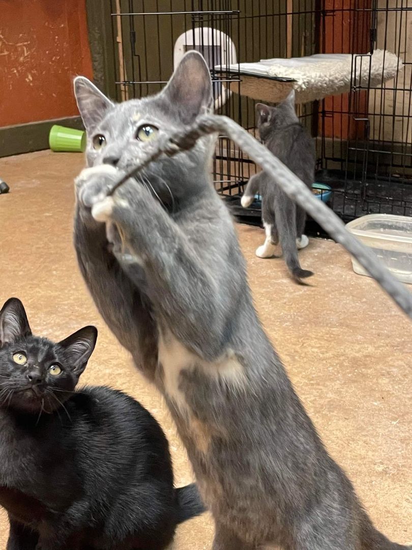 JUNIPER, a Adoptable mixed breed in Homewood, AL image 2/11