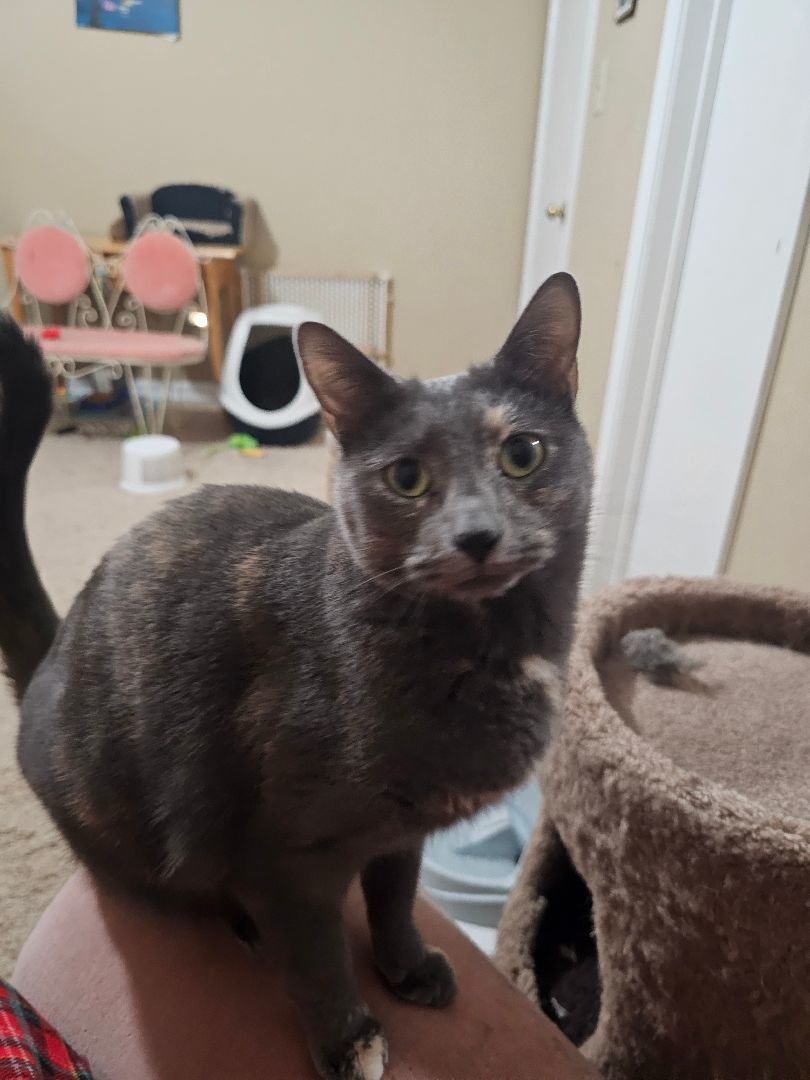 JUNIPER, a Adoptable mixed breed in Homewood, AL image 3/11