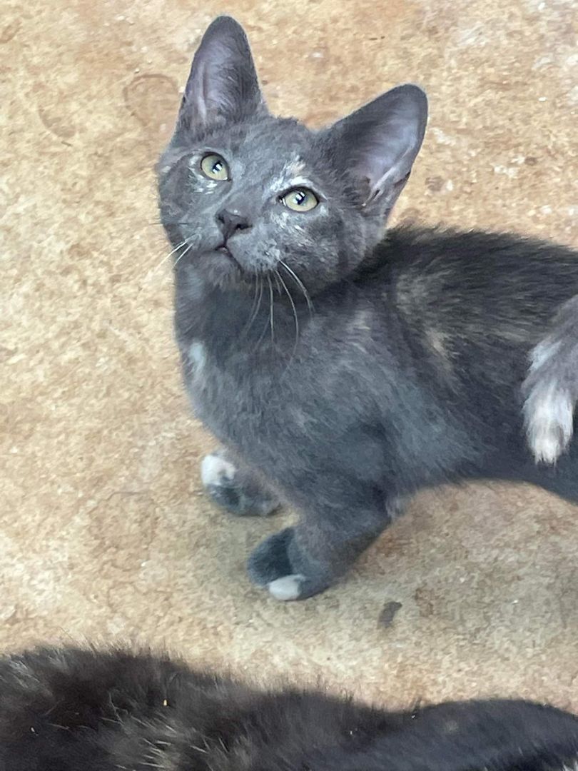 JUNIPER, a Adoptable mixed breed in Homewood, AL image 4/11