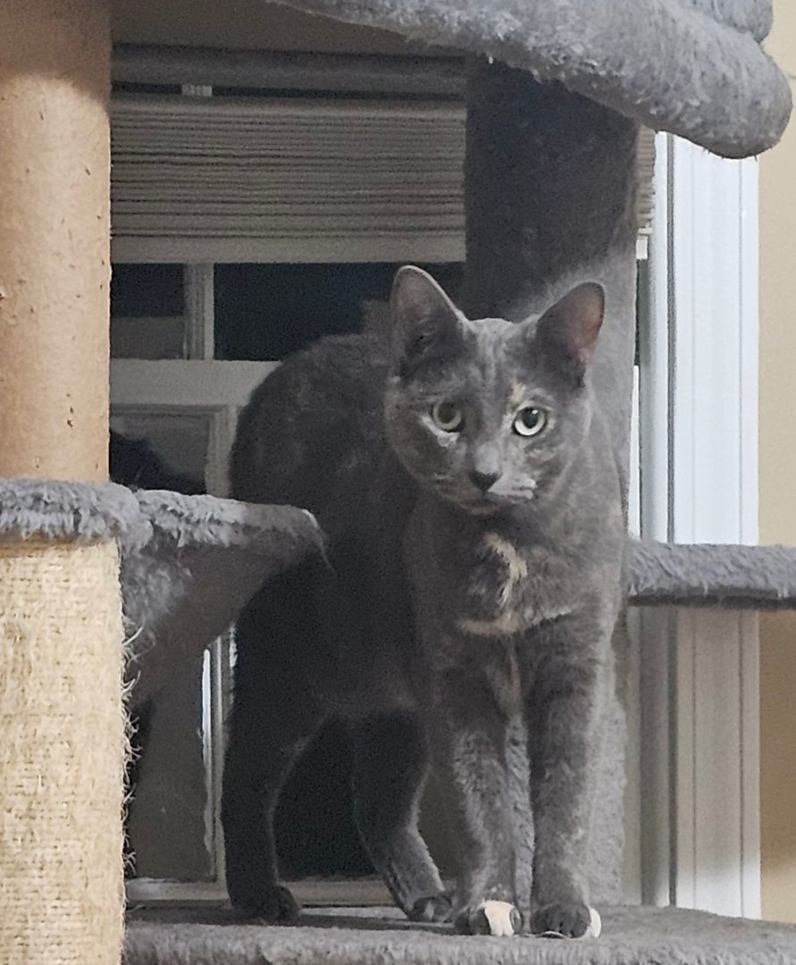 JUNIPER, a Adoptable mixed breed in Homewood, AL image 5/11