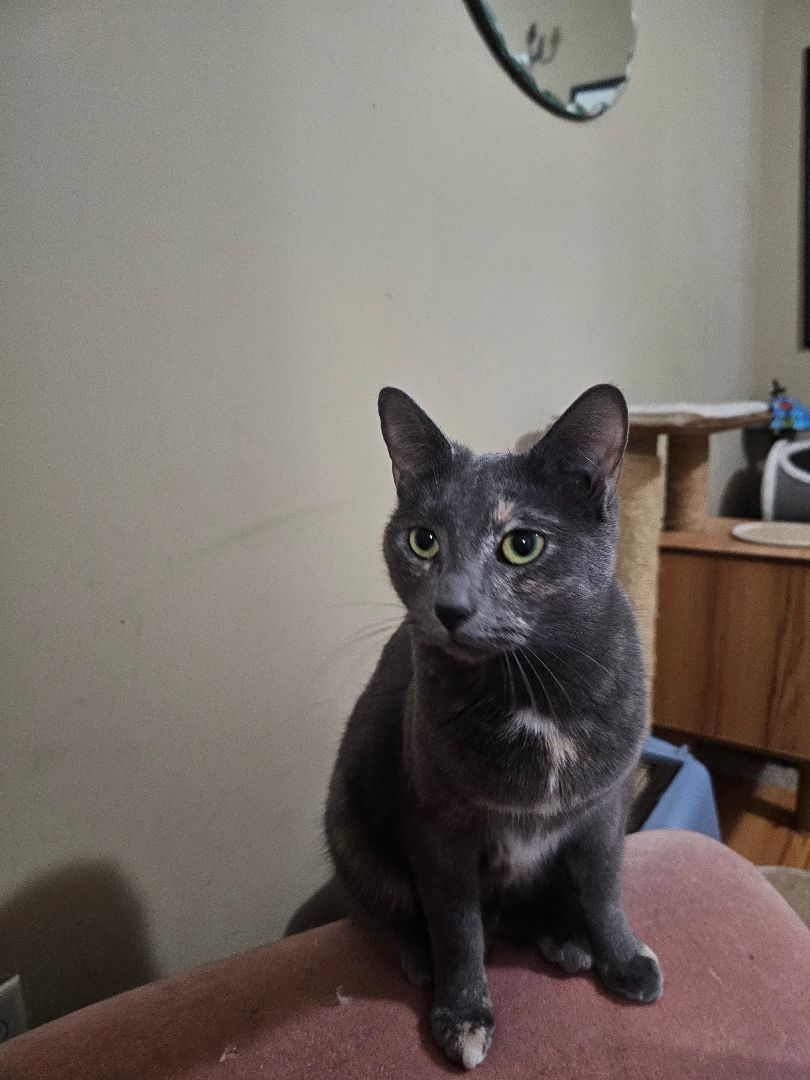 JUNIPER, a Adoptable mixed breed in Homewood, AL image 6/11