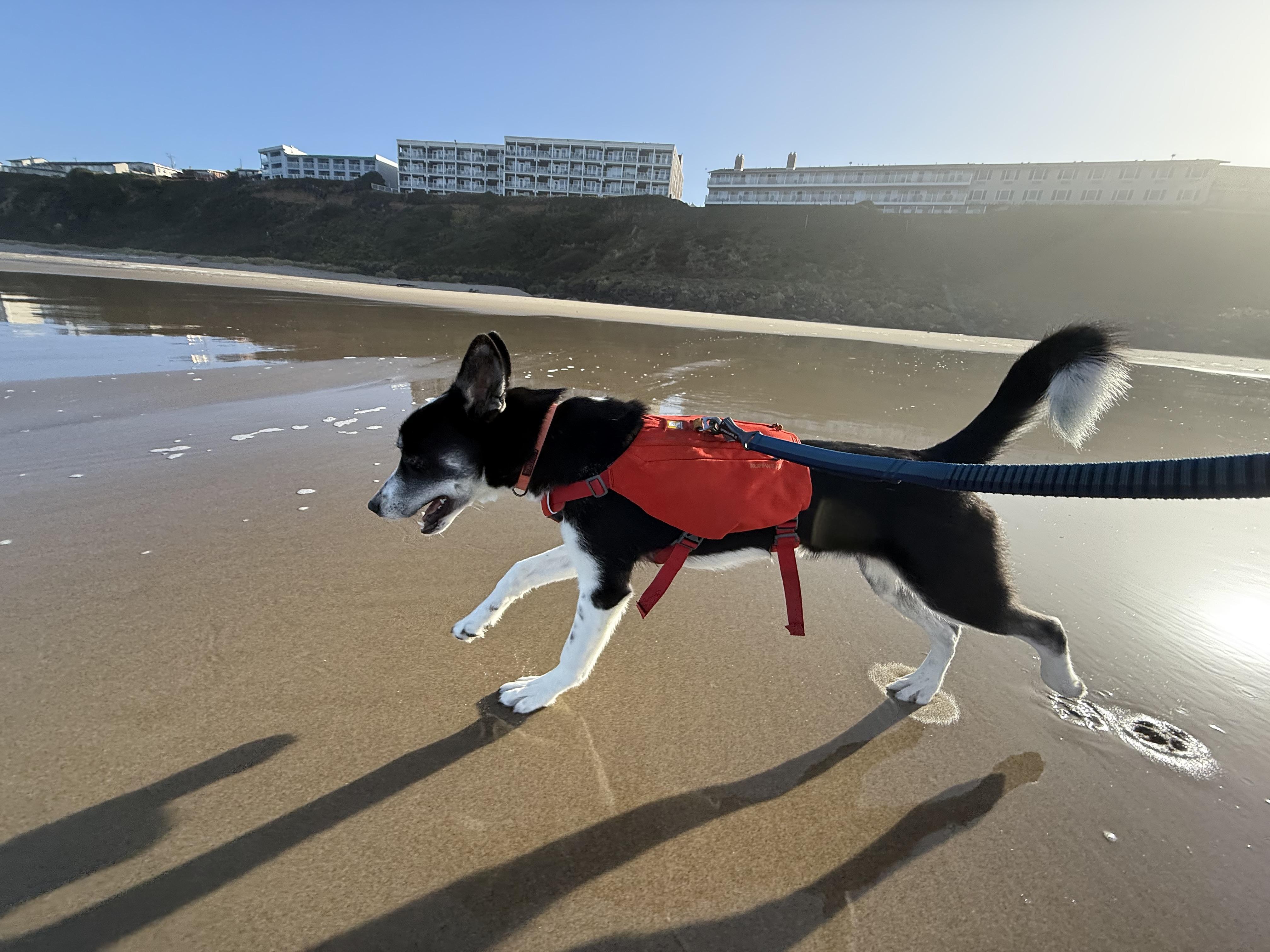 Spruce, an adoptable Husky, Great Dane in Otis, OR, 97368 | Photo Image 4