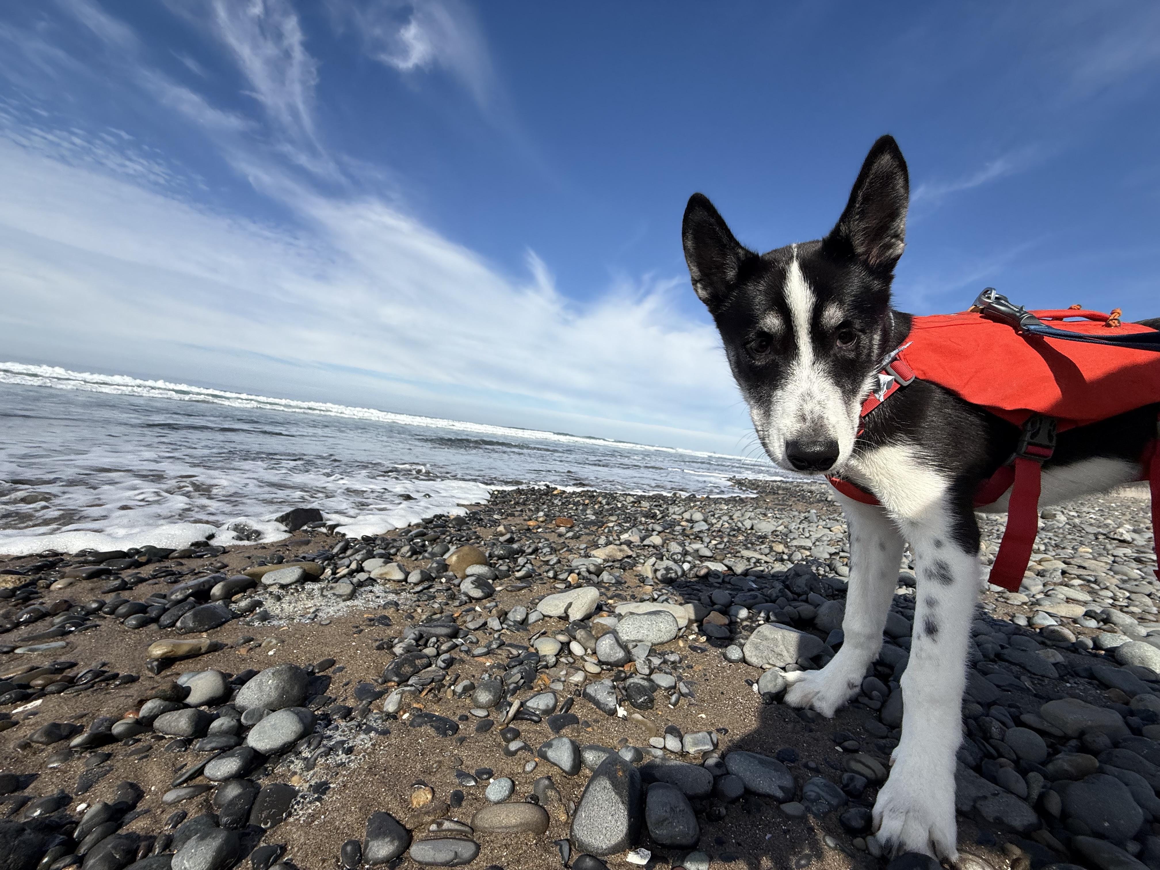 Spruce, an adoptable Husky, Great Dane in Otis, OR, 97368 | Photo Image 1