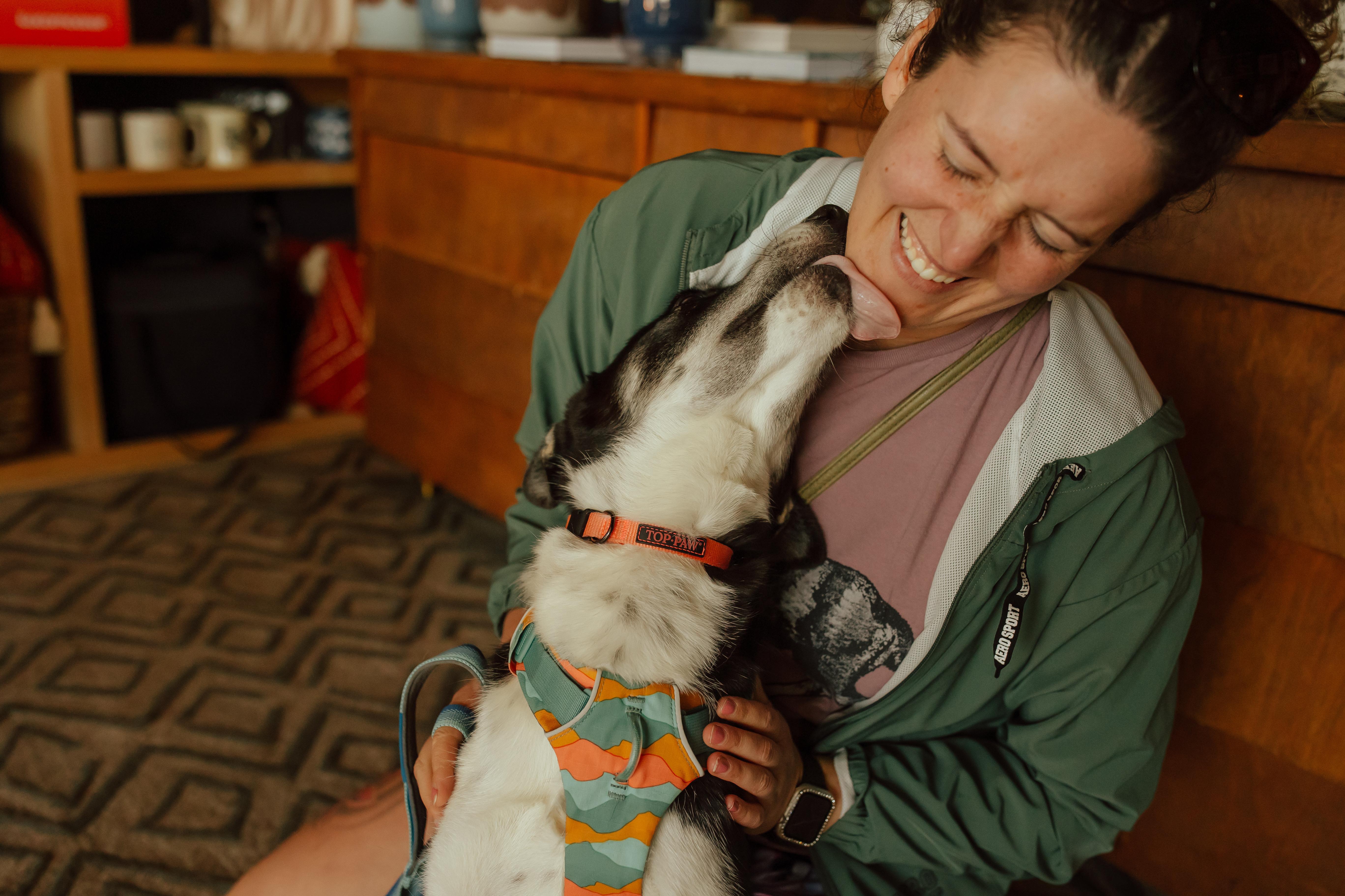 Spruce, an adoptable Husky, Great Dane in Otis, OR, 97368 | Photo Image 2
