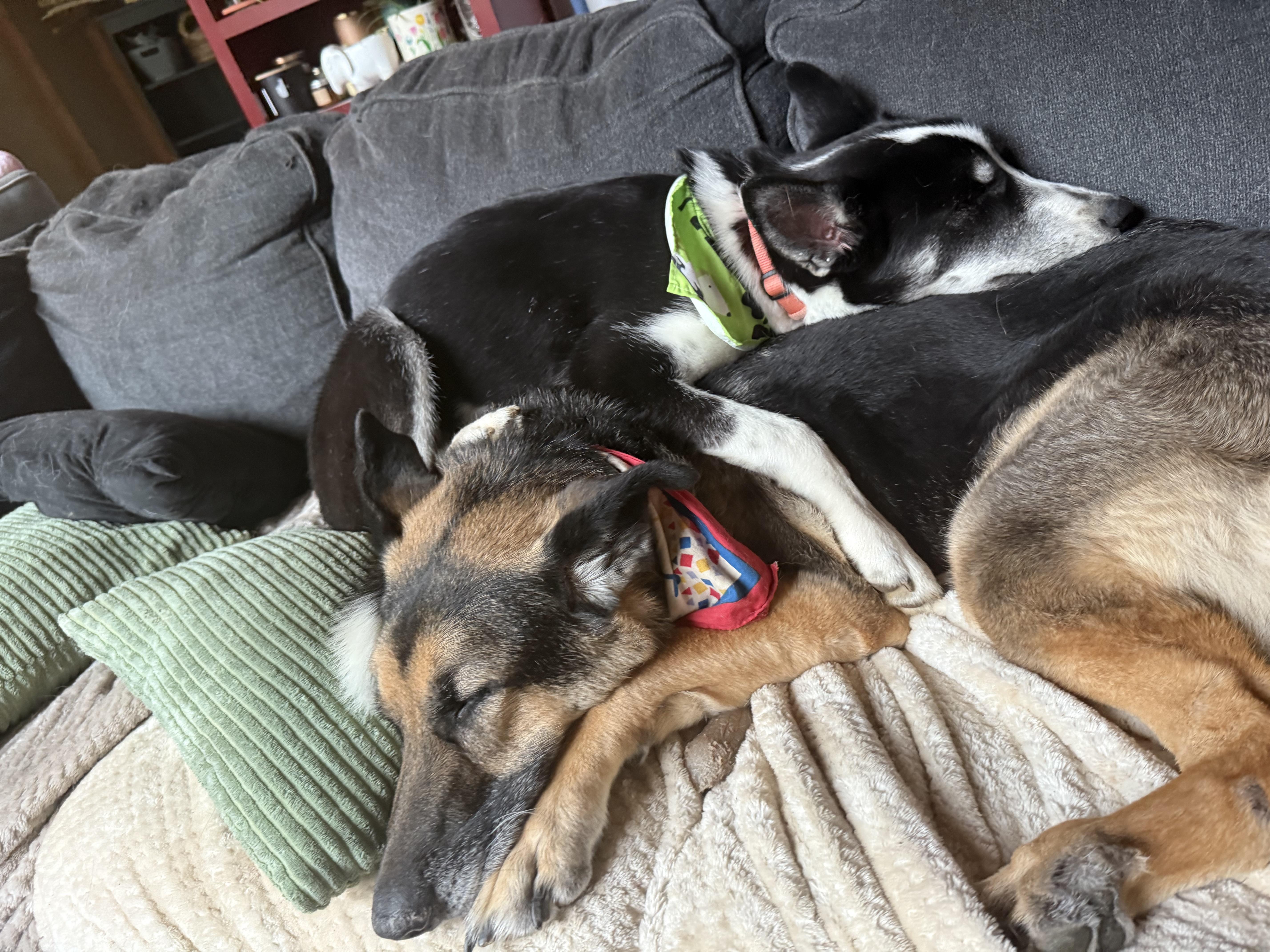 Spruce, an adoptable Husky, Great Dane in Otis, OR, 97368 | Photo Image 3