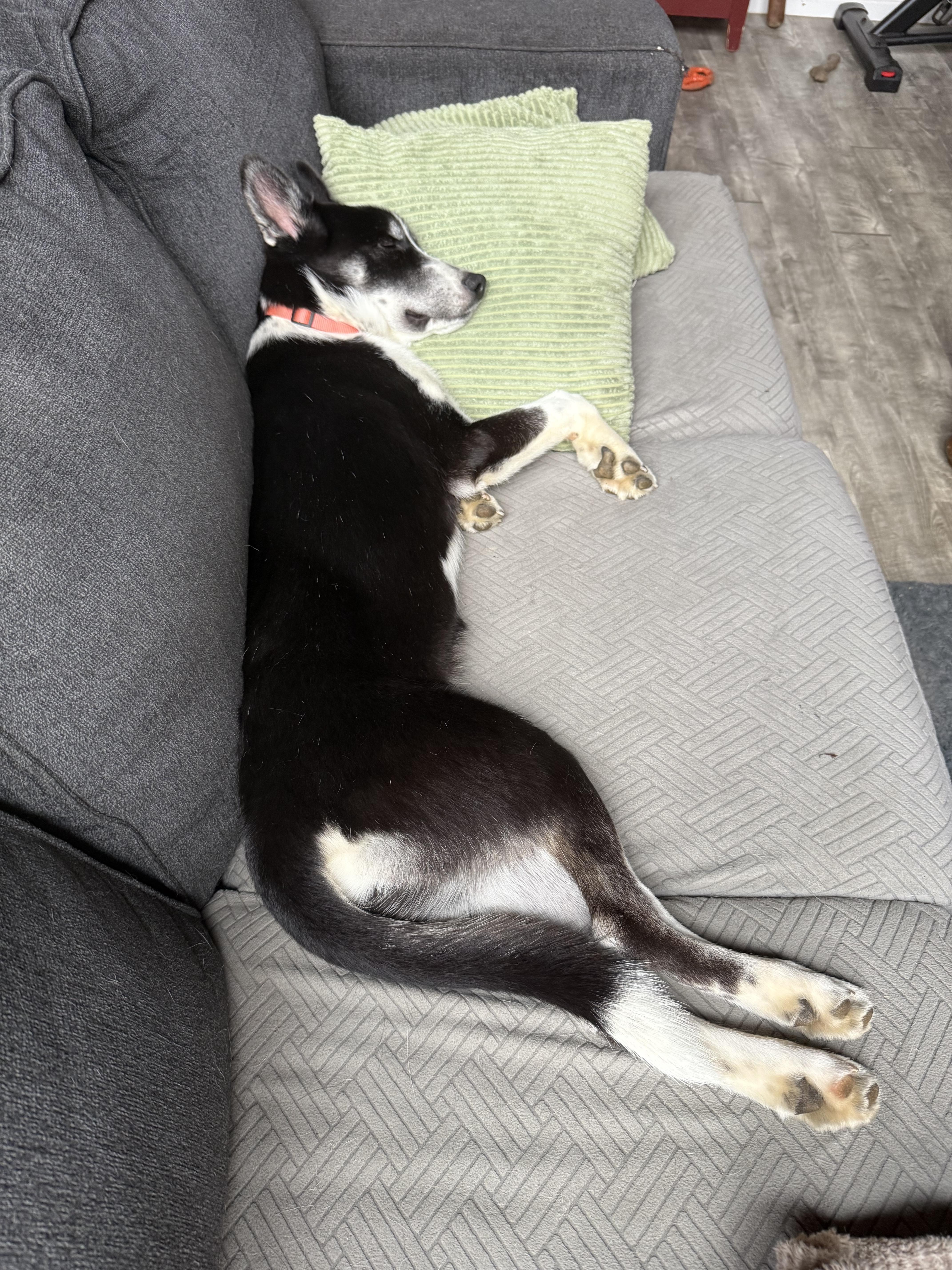 Spruce, an adoptable Husky, Great Dane in Otis, OR, 97368 | Photo Image 6