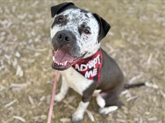 ADIDAS, Adoptable, Young Male American Staffordshire Terrier.