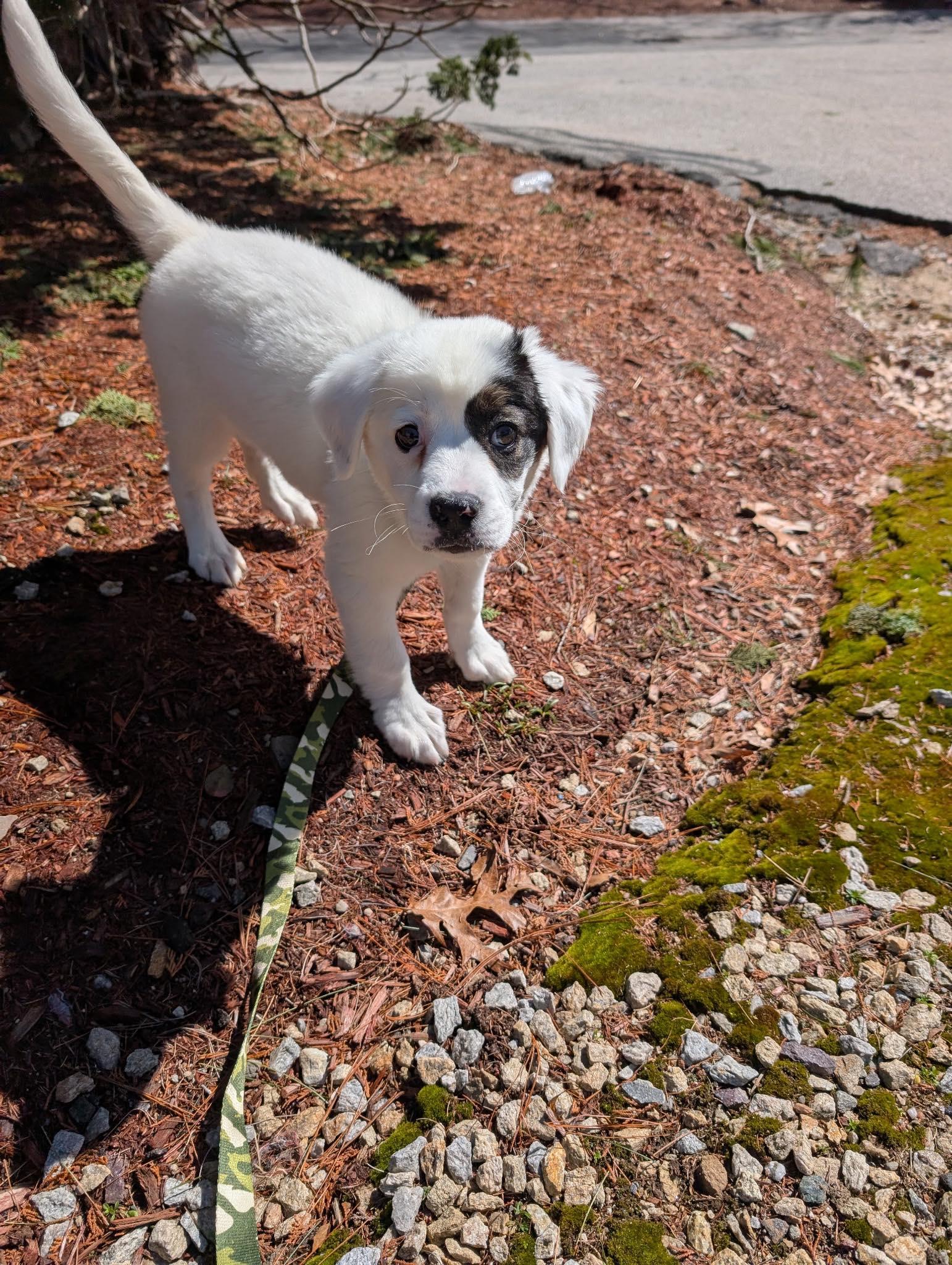 Enlarge Bennett, a Adoptable mixed breed in Tyngsboro, MA image 4/4