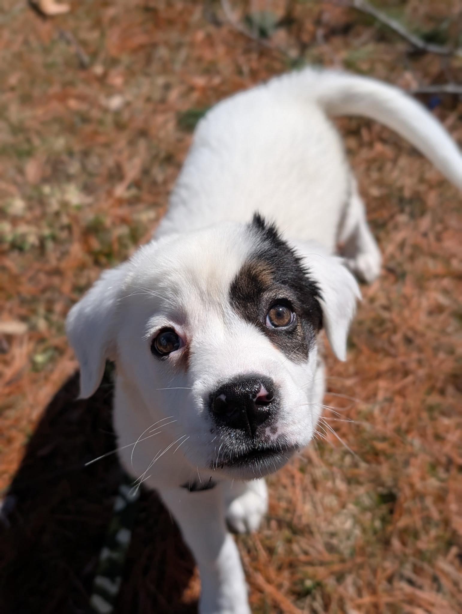 Enlarge Bennett, a Adoptable mixed breed in Tyngsboro, MA image 1/4