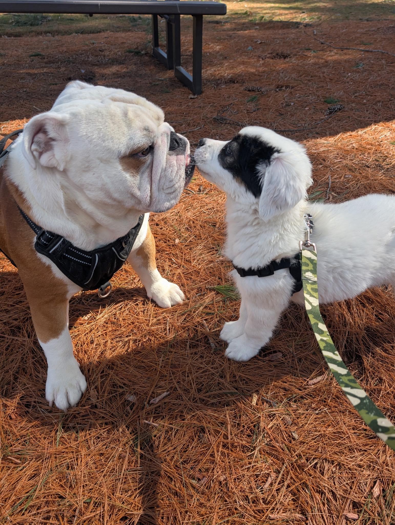 Enlarge Bennett, a Adoptable mixed breed in Tyngsboro, MA image 3/4