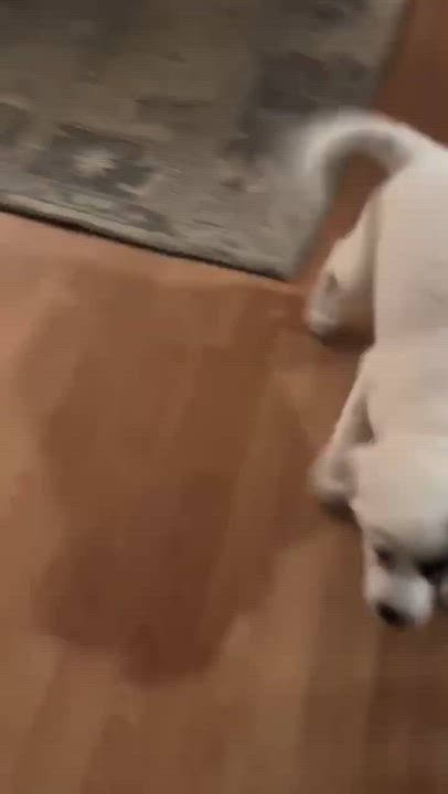 Enlarge Bennett, a Adoptable mixed breed in Tyngsboro, MA video 2/4