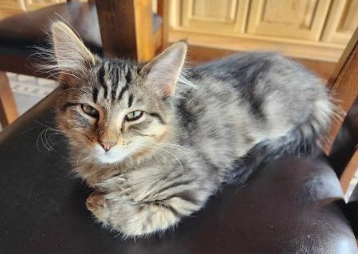 TN - Loon (MCR), Adopted, Kitten Male Maine Coon & Domestic Medium Hair.