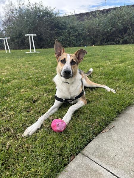 Enlarge Cosmo, a Adoptable mixed breed in Oakland, CA image 2/6
