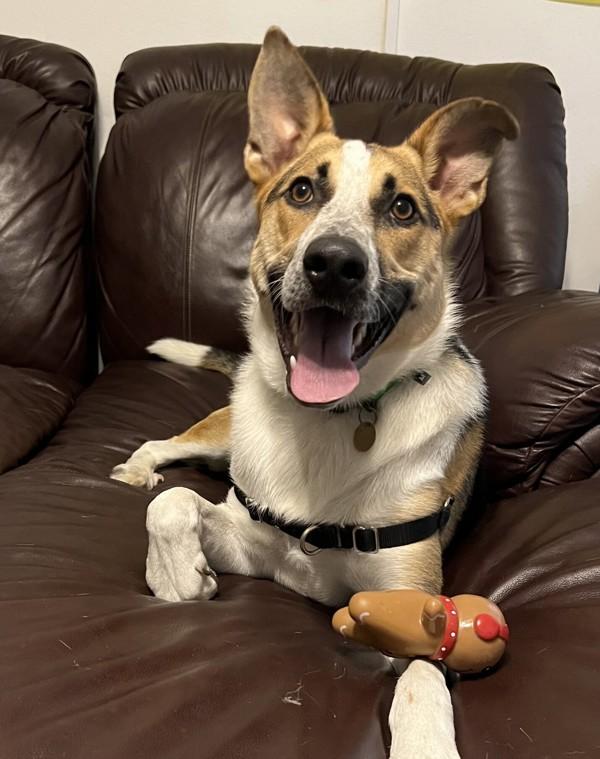 Enlarge Cosmo, a Adoptable mixed breed in Oakland, CA image 5/6