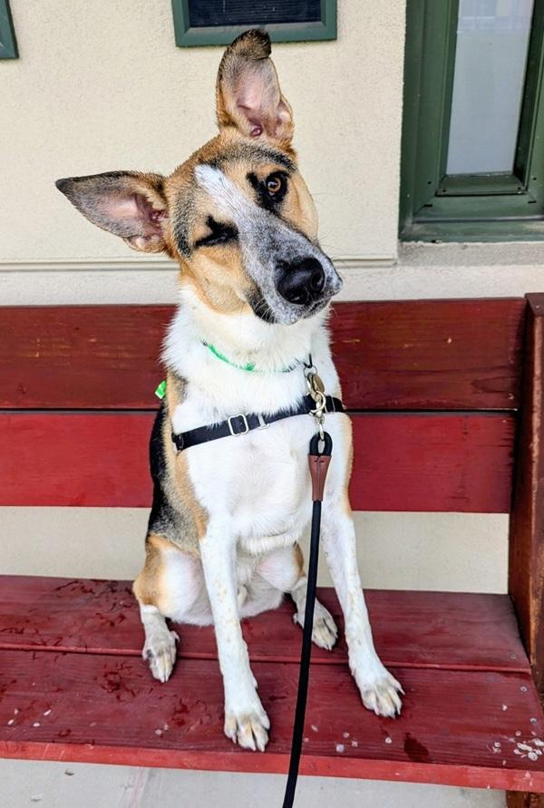 Enlarge Cosmo, a Adoptable mixed breed in Oakland, CA image 6/6