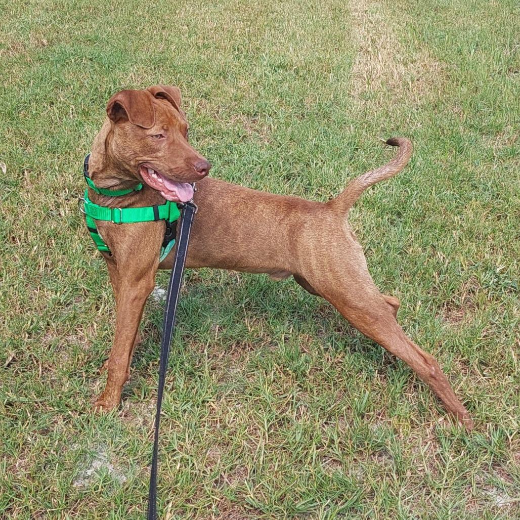 Enlarge Buster, a Adoptable Mixed Breed in Albuquerque, NM image 2/6