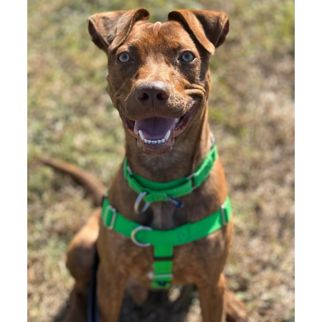 Enlarge Buster, a Adoptable Mixed Breed in Albuquerque, NM image 5/6
