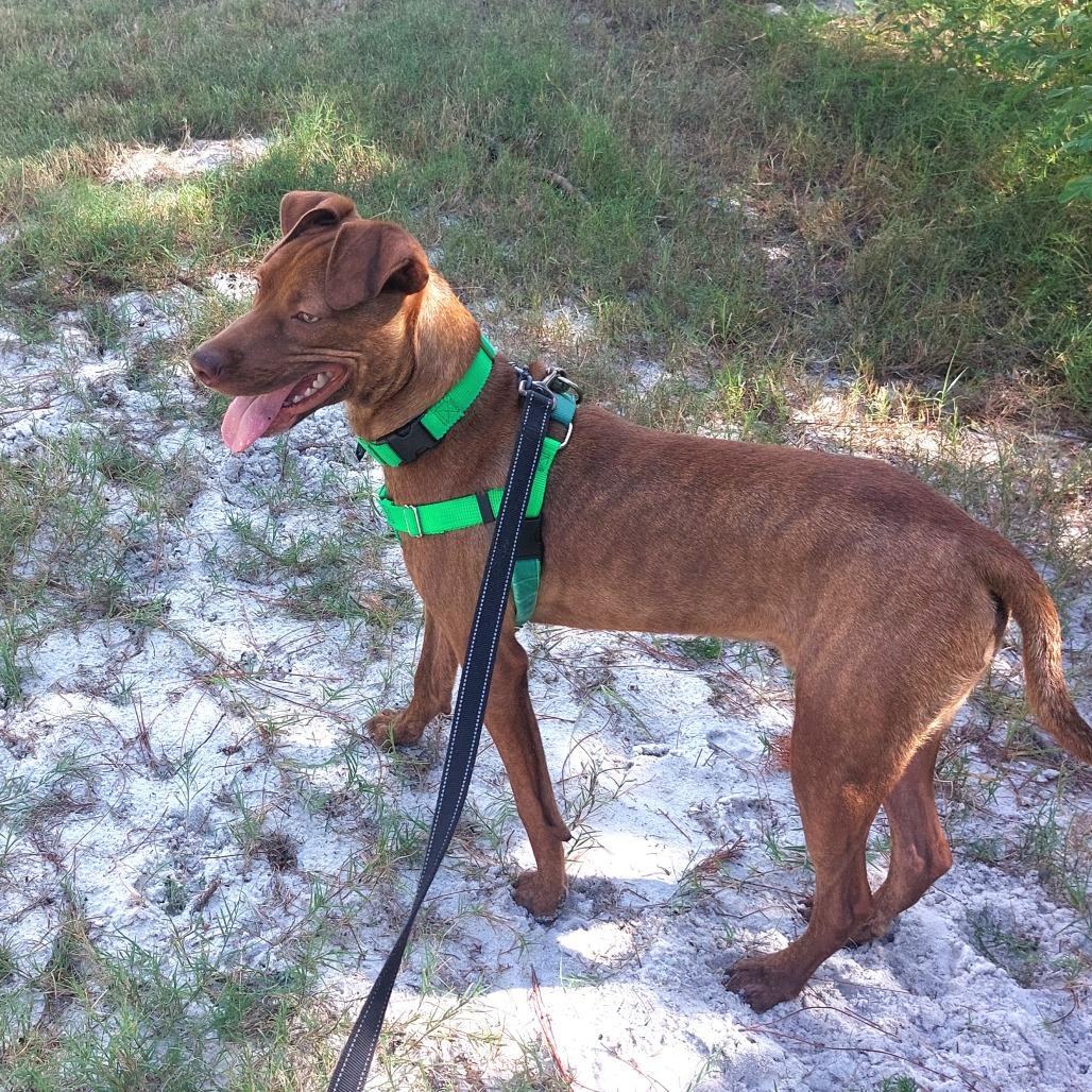 Enlarge Buster, a Adoptable Mixed Breed in Albuquerque, NM image 6/6