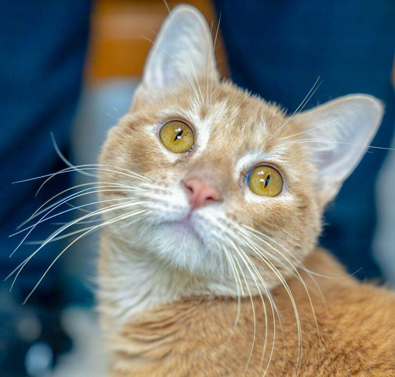 Taj, a Adoptable Domestic Short Hair in Arlington, WA image 1/6